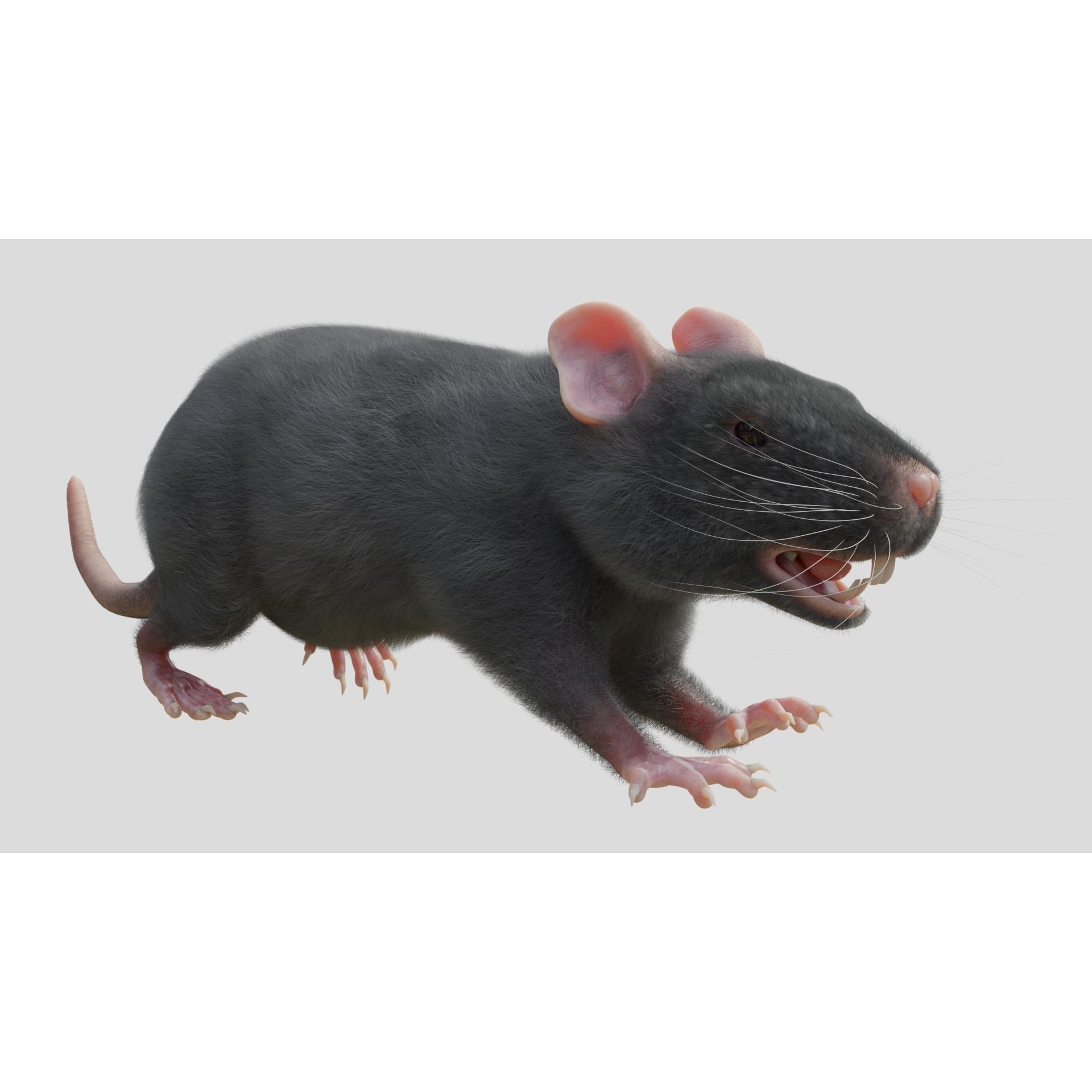 Rat 3D Model – Rigged PBR Asset for VFX and Animation - View 5