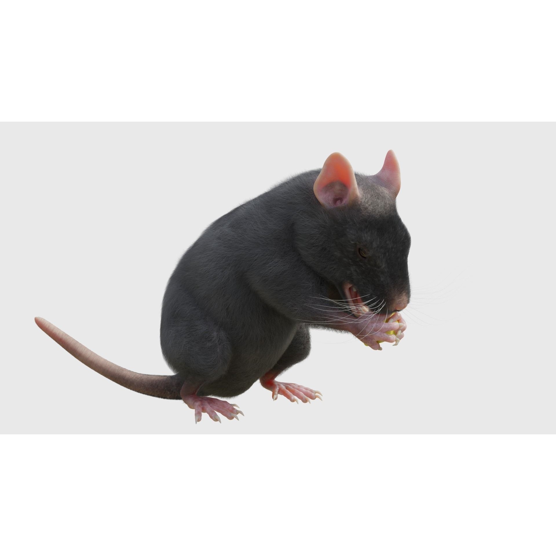Rat 3D Model – Rigged PBR Asset for VFX and Animation - View 6