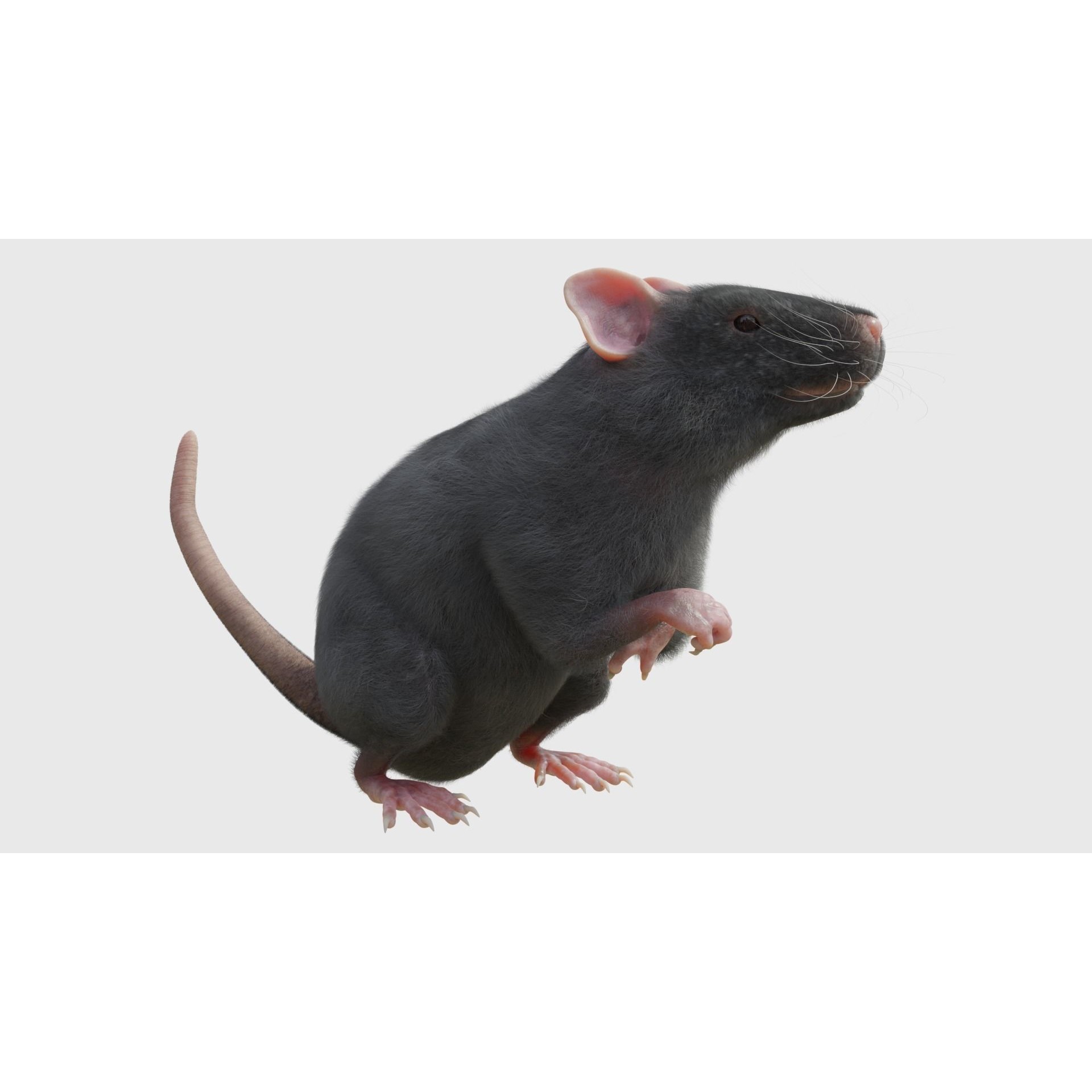 Rat 3D Model – Rigged PBR Asset for VFX and Animation - View 7