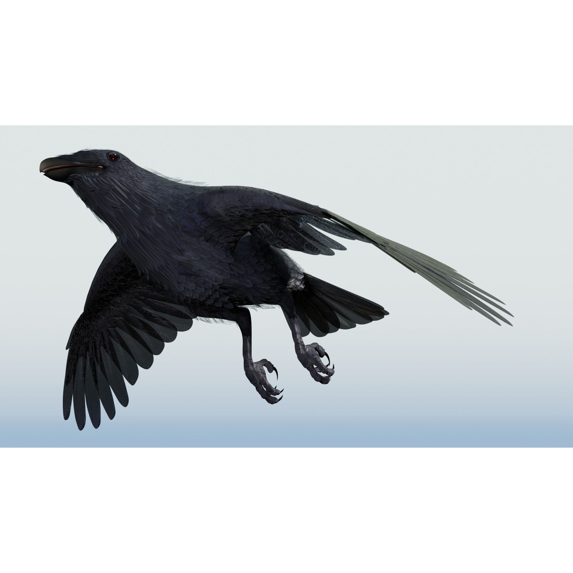 Crow 3D Model – Low Poly Rigged and Animated for Blender and 3DS Max
