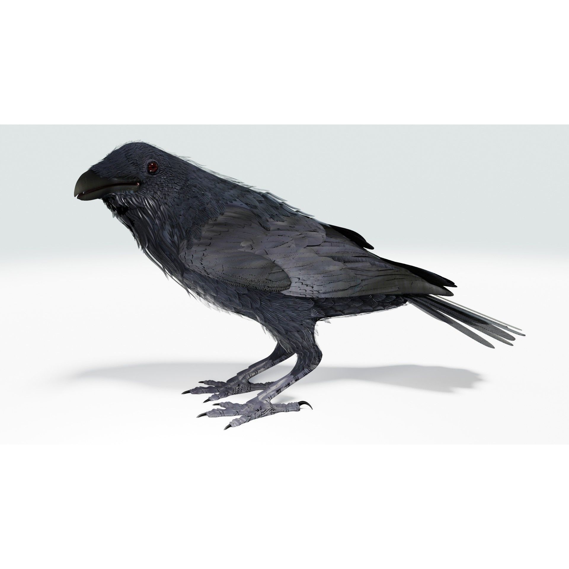 Crow 3D Model – Low Poly Rigged and Animated for Blender and 3DS Max - View 10