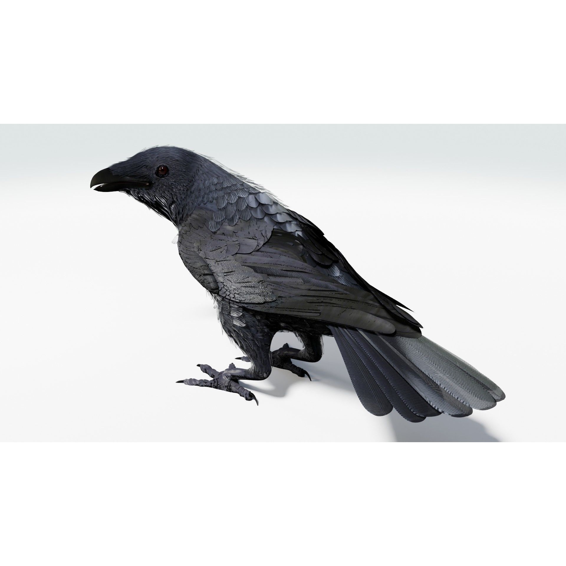Crow 3D Model – Low Poly Rigged and Animated for Blender and 3DS Max - View 11