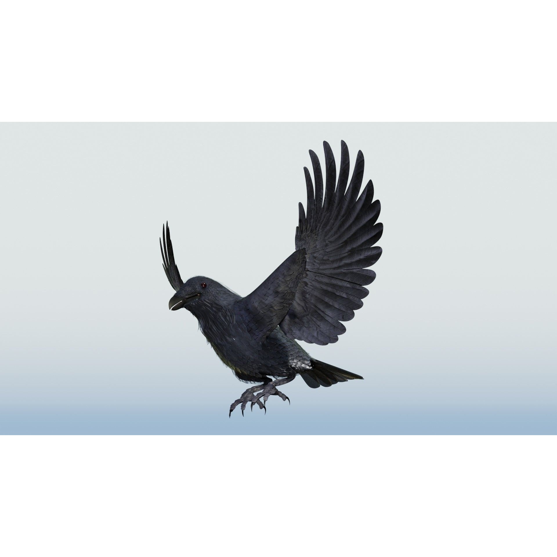 Crow 3D Model – Low Poly Rigged and Animated for Blender and 3DS Max - View 12