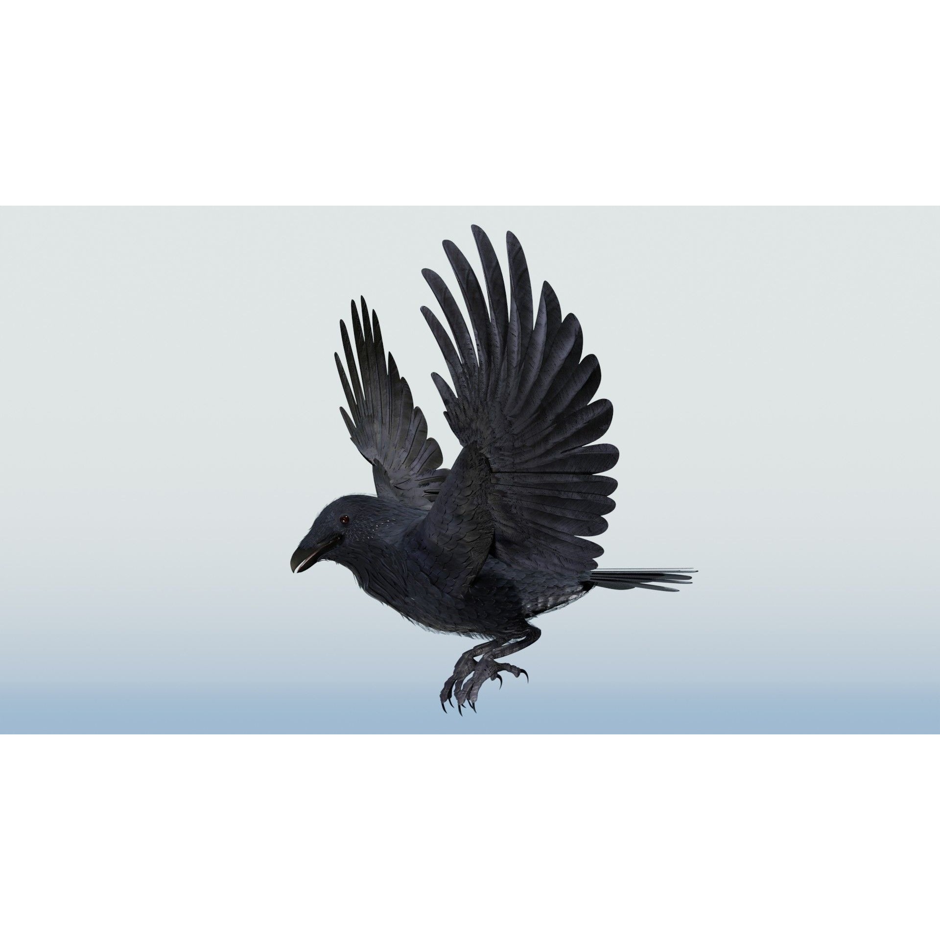 Crow 3D Model – Low Poly Rigged and Animated for Blender and 3DS Max - View 13