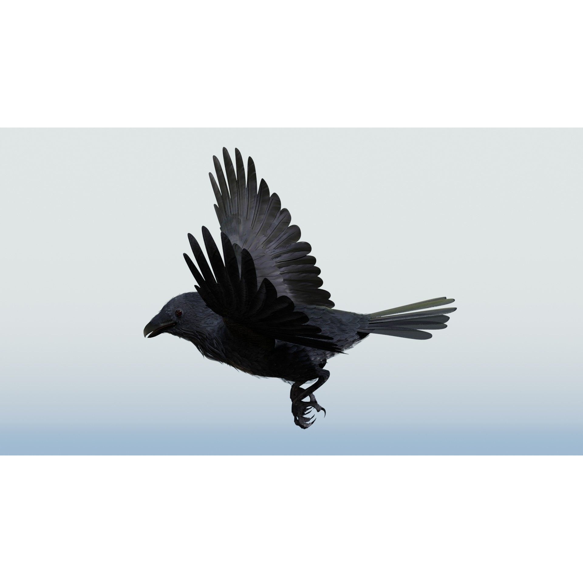 Crow 3D Model – Low Poly Rigged and Animated for Blender and 3DS Max - View 14