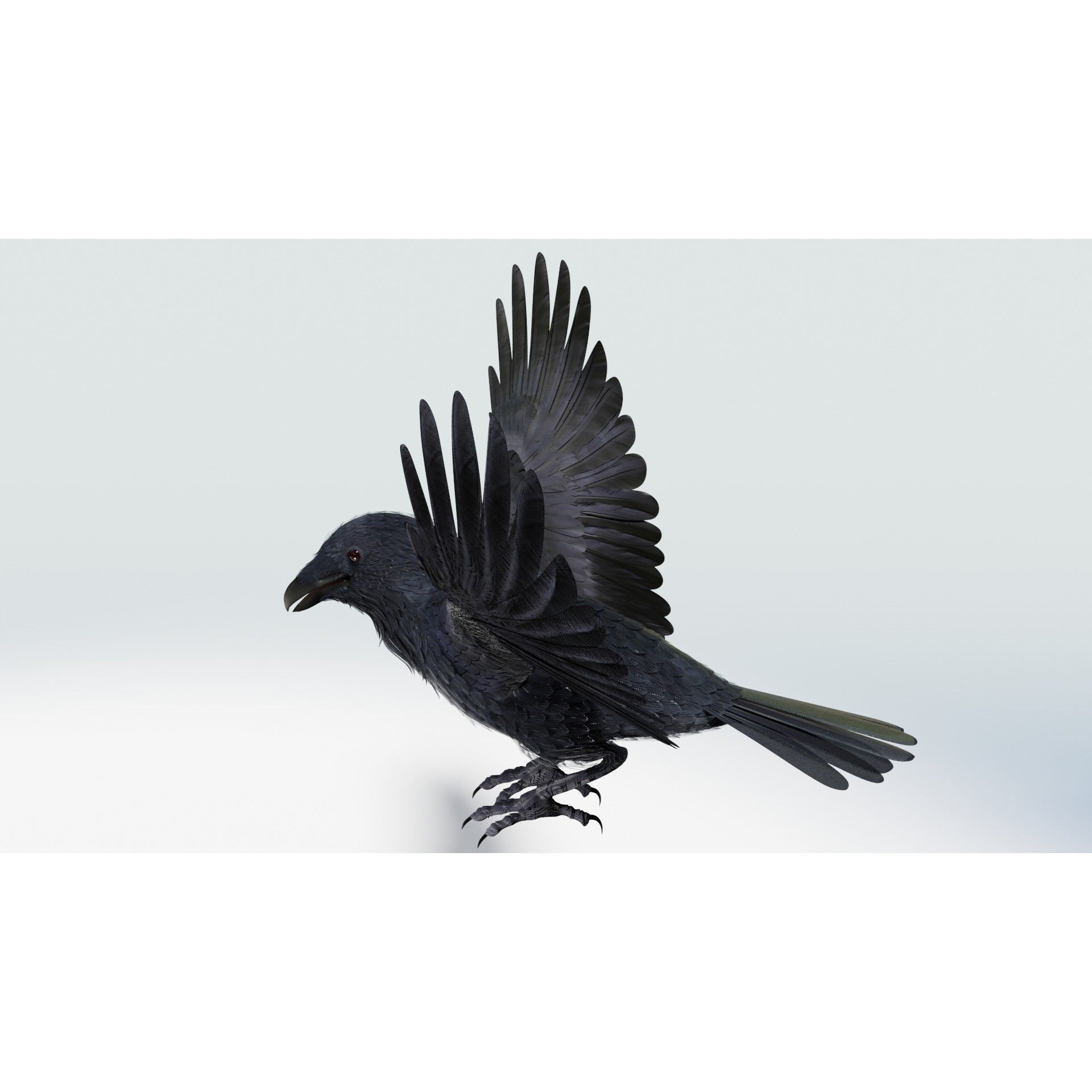 Crow 3D Model – Low Poly Rigged and Animated for Blender and 3DS Max - View 15