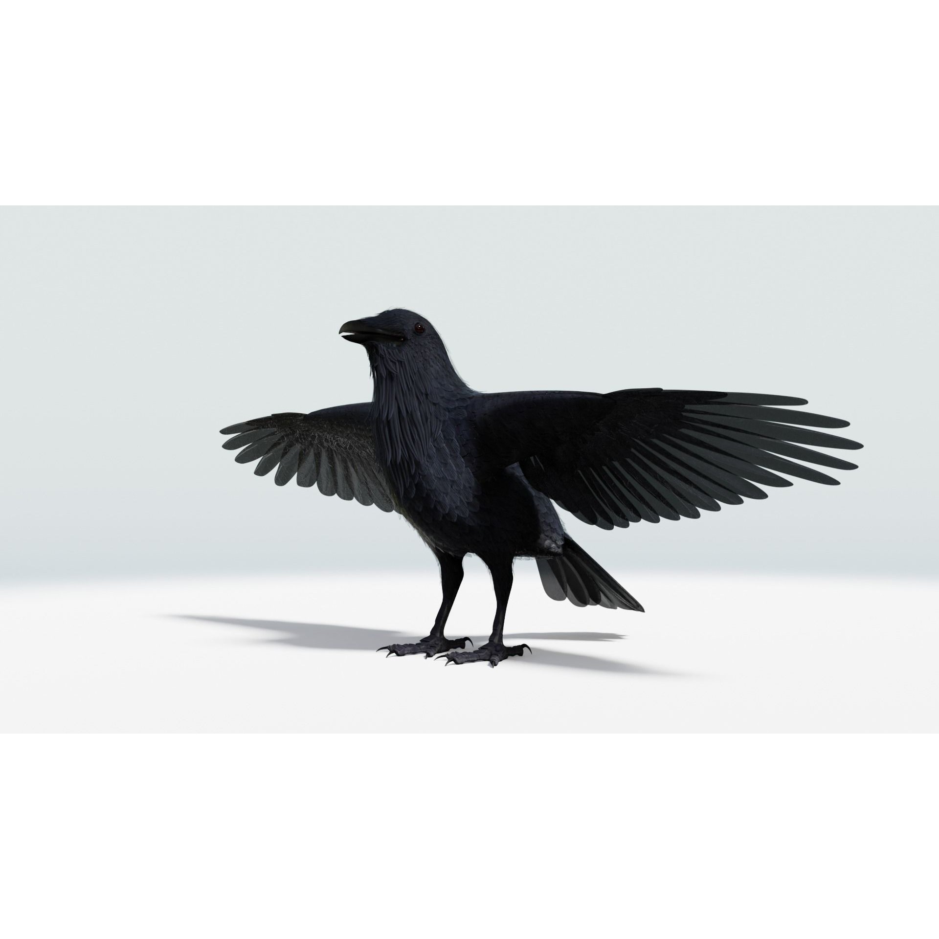 Crow 3D Model – Low Poly Rigged and Animated for Blender and 3DS Max - View 16