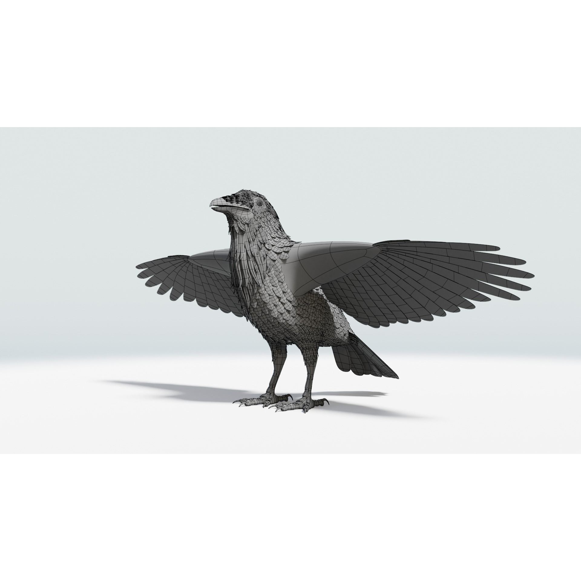 Crow 3D Model – Low Poly Rigged and Animated for Blender and 3DS Max - View 17