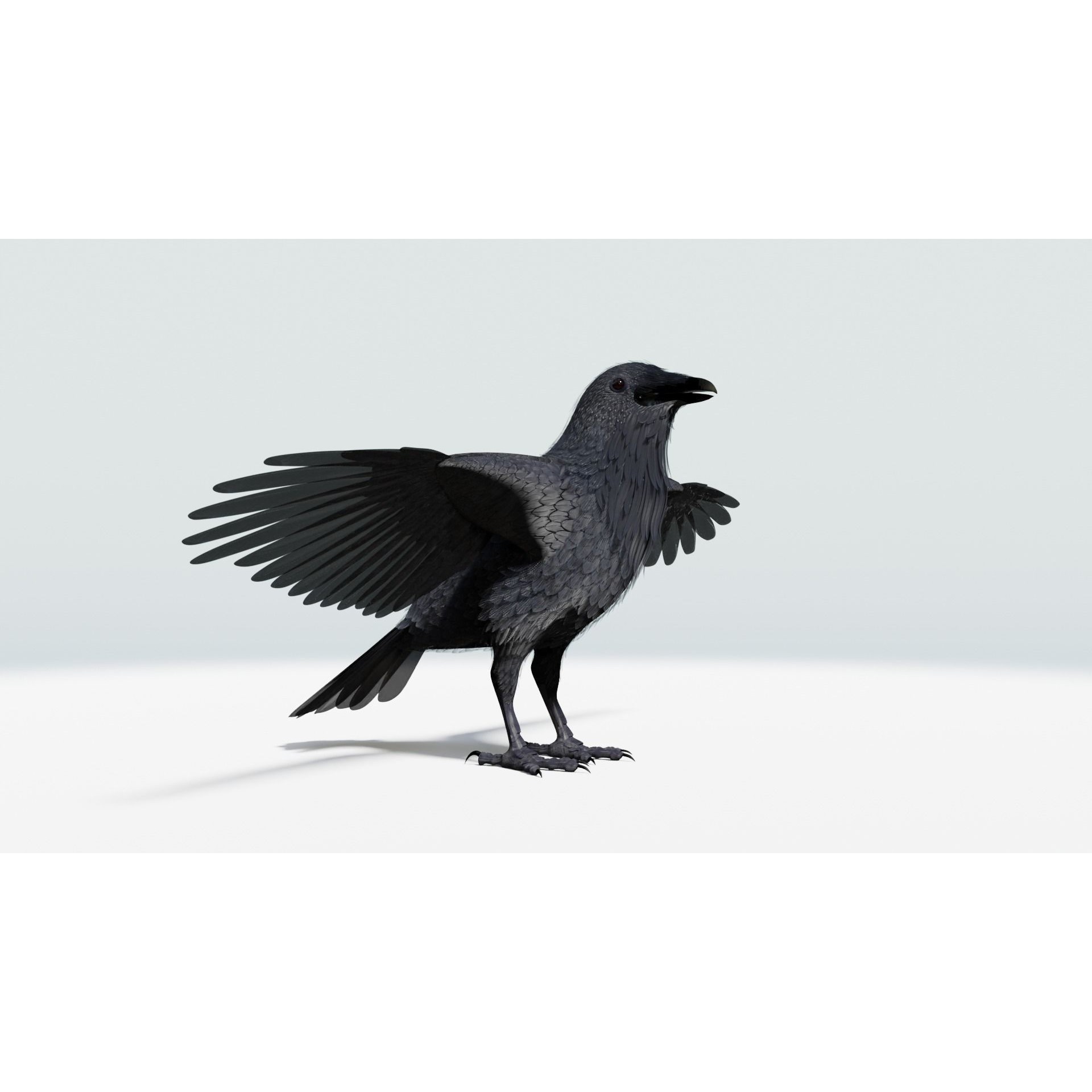 Crow 3D Model – Low Poly Rigged and Animated for Blender and 3DS Max - View 18