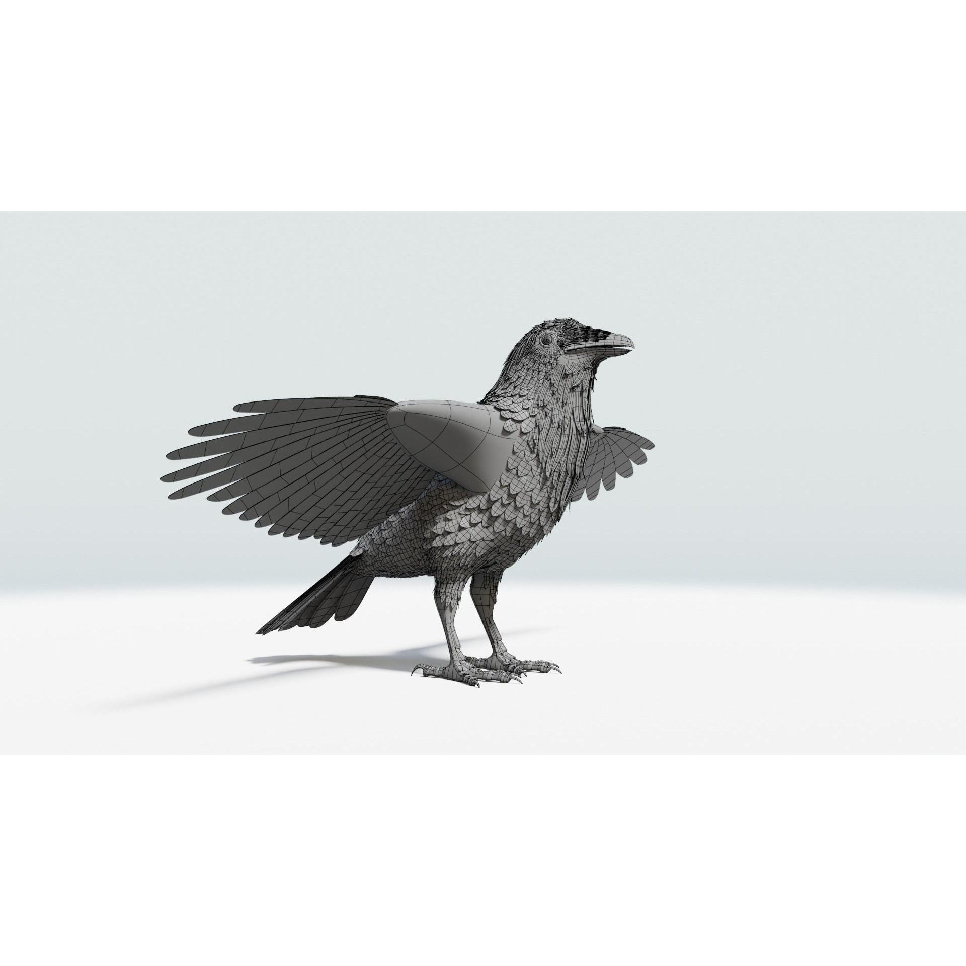Crow 3D Model – Low Poly Rigged and Animated for Blender and 3DS Max - View 19
