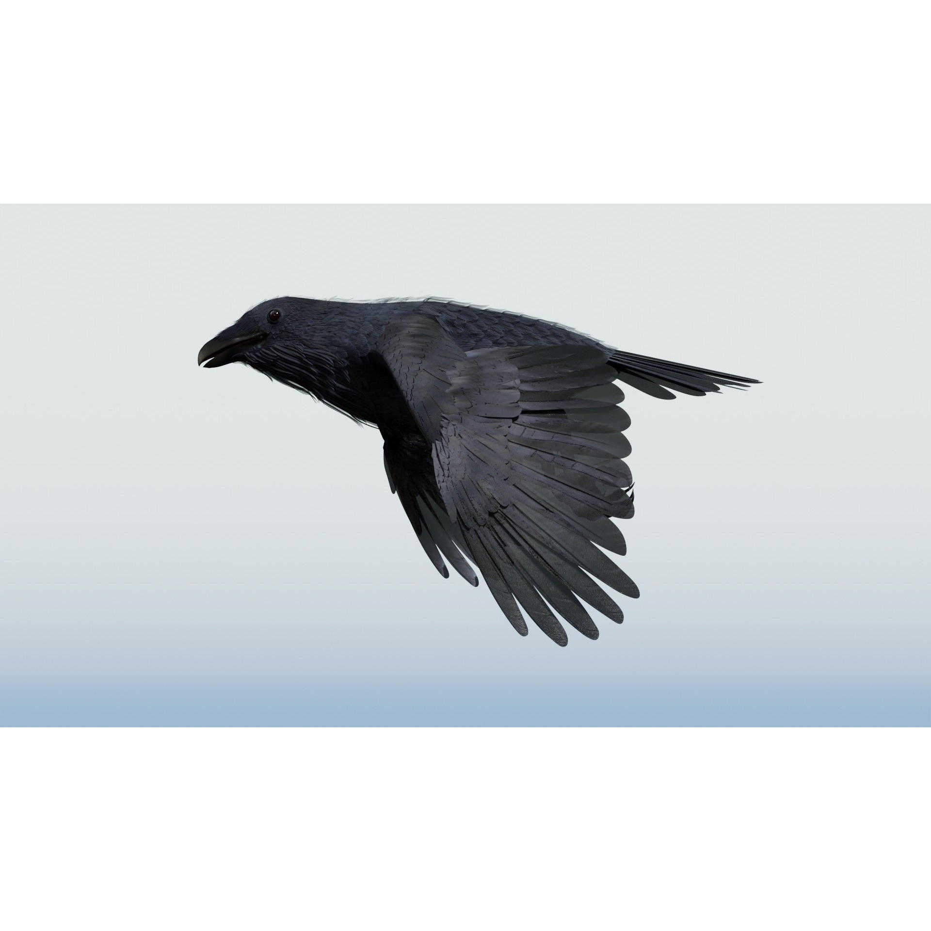 Crow 3D Model – Low Poly Rigged and Animated for Blender and 3DS Max - View 22