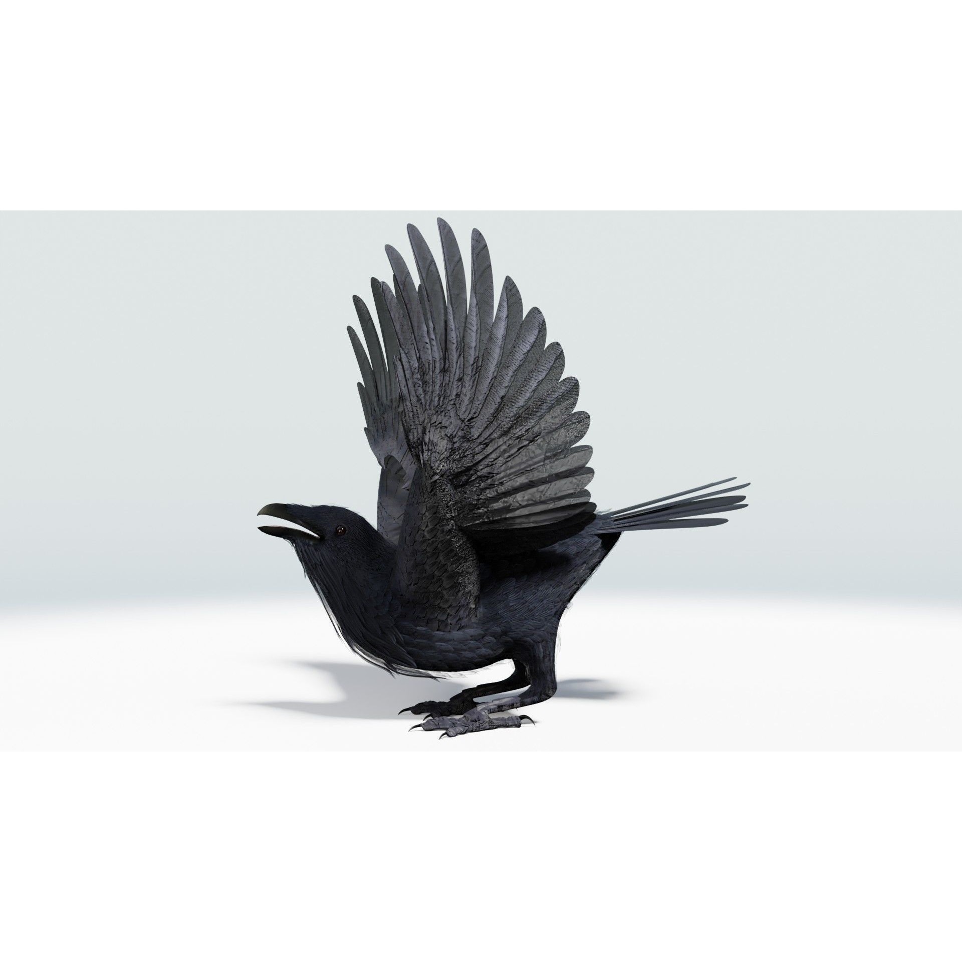 Crow 3D Model – Low Poly Rigged and Animated for Blender and 3DS Max - View 23