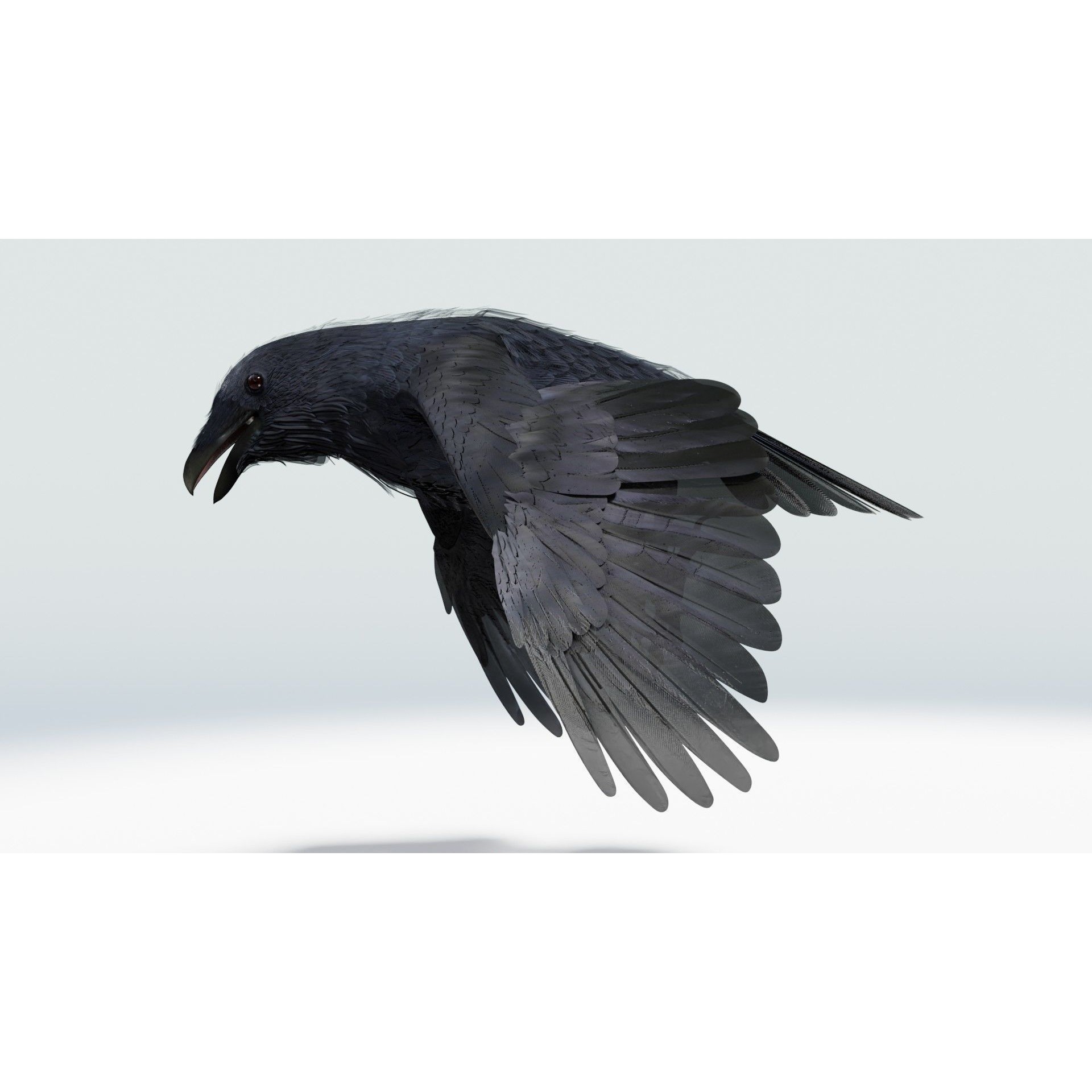 Crow 3D Model – Low Poly Rigged and Animated for Blender and 3DS Max - View 24