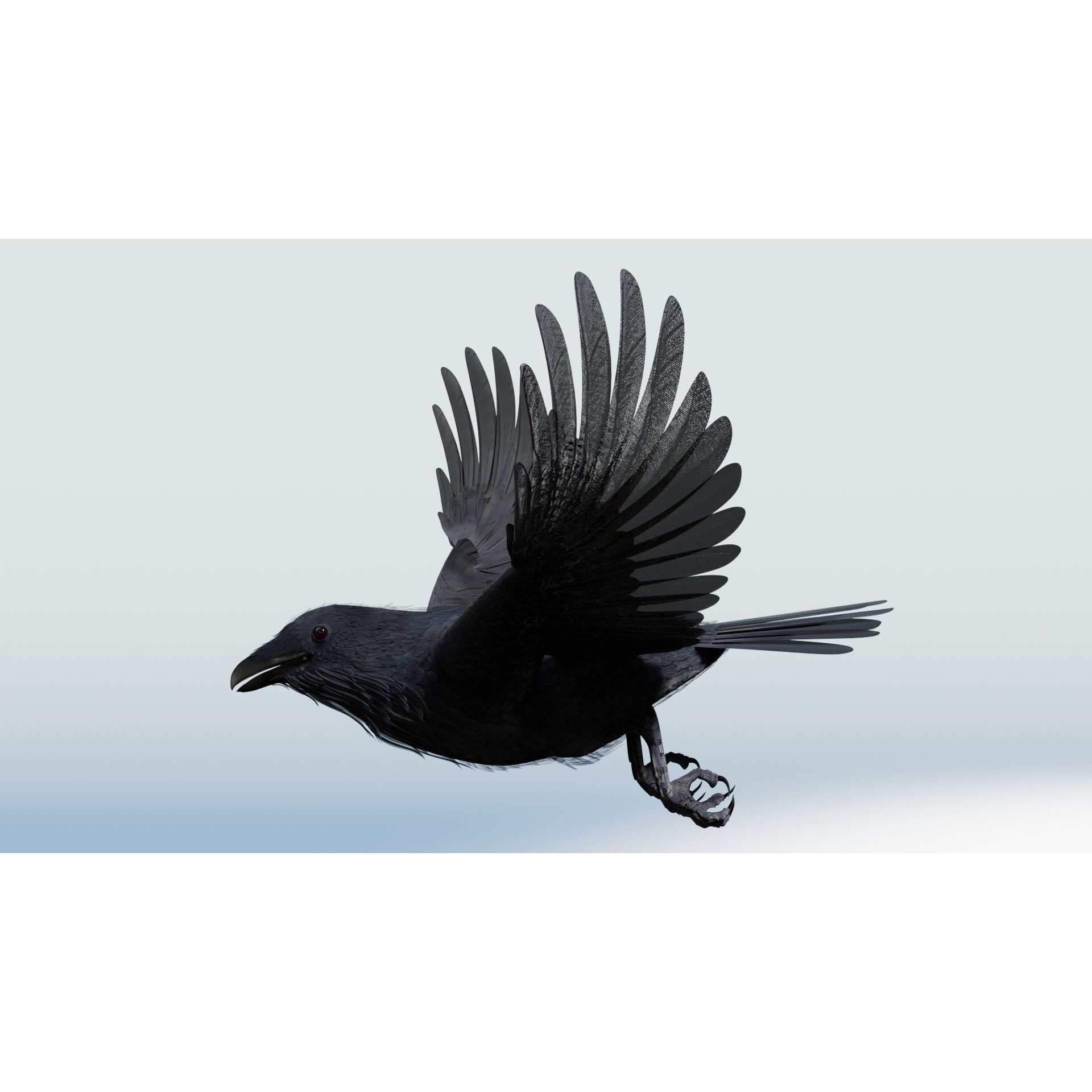Crow 3D Model – Low Poly Rigged and Animated for Blender and 3DS Max - View 25