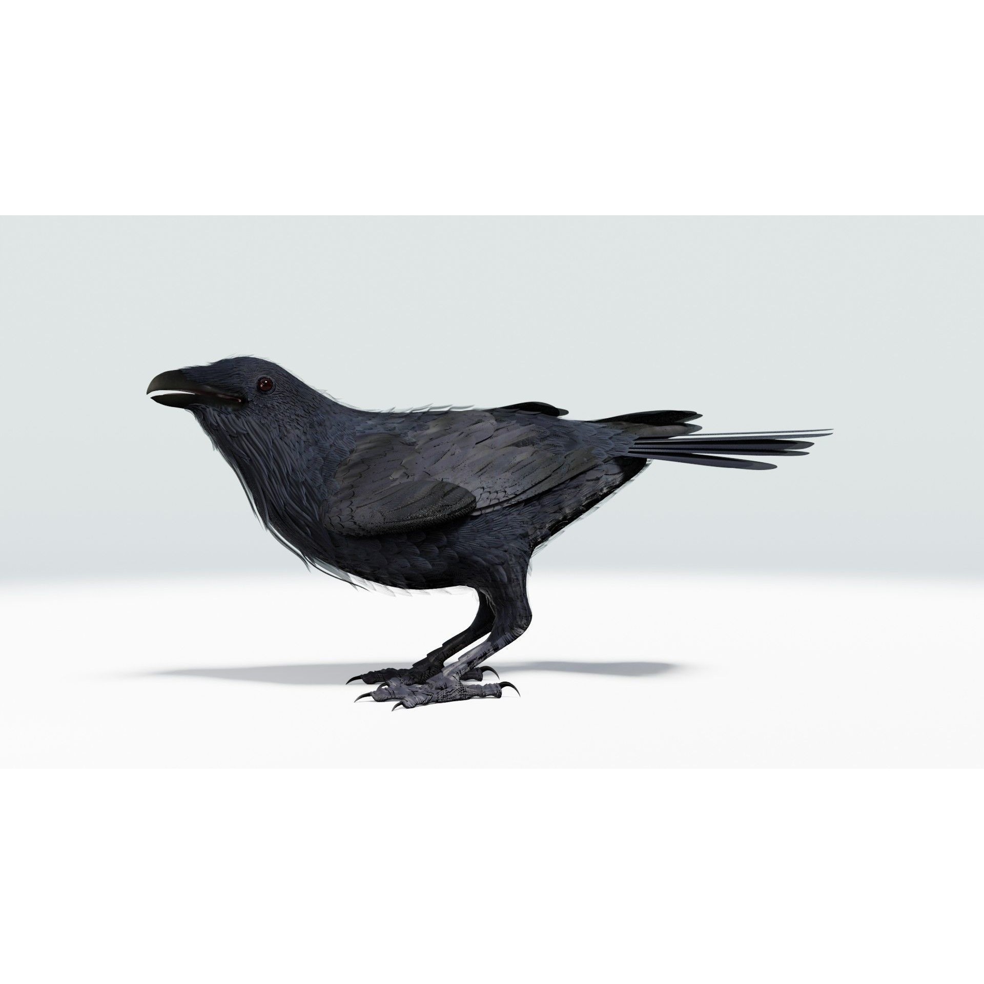 Crow 3D Model – Low Poly Rigged and Animated for Blender and 3DS Max - View 26