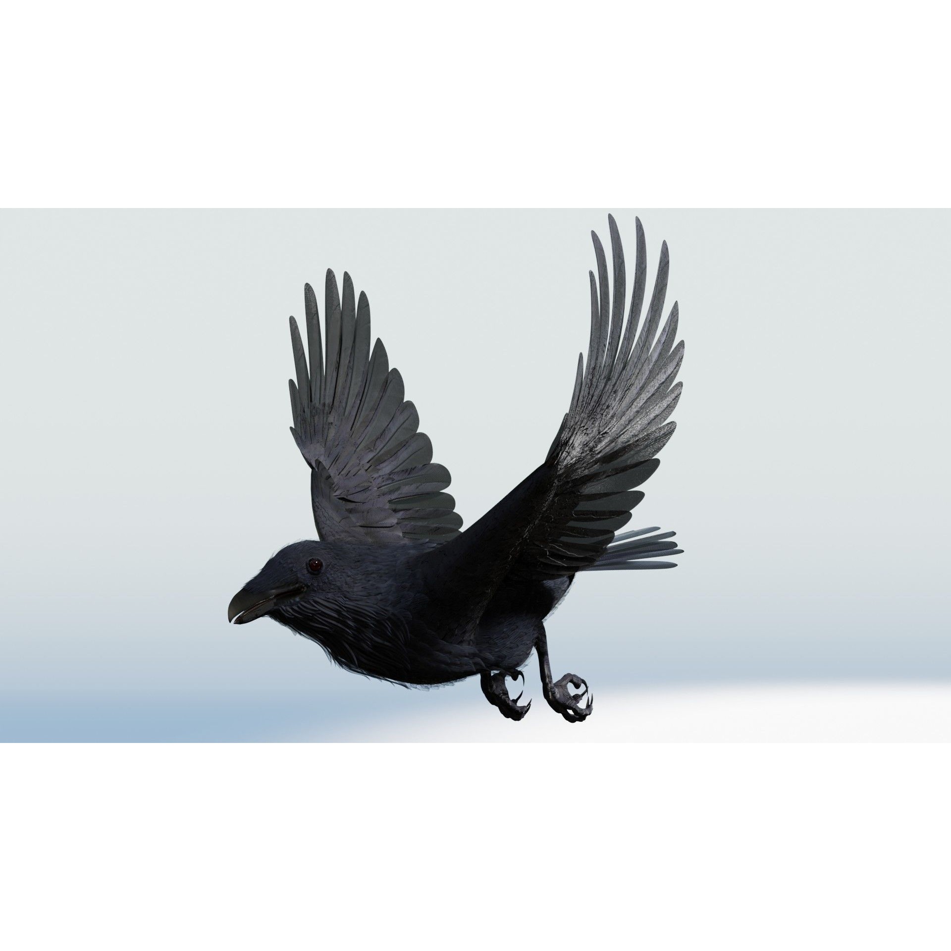Crow 3D Model – Low Poly Rigged and Animated for Blender and 3DS Max - View 28