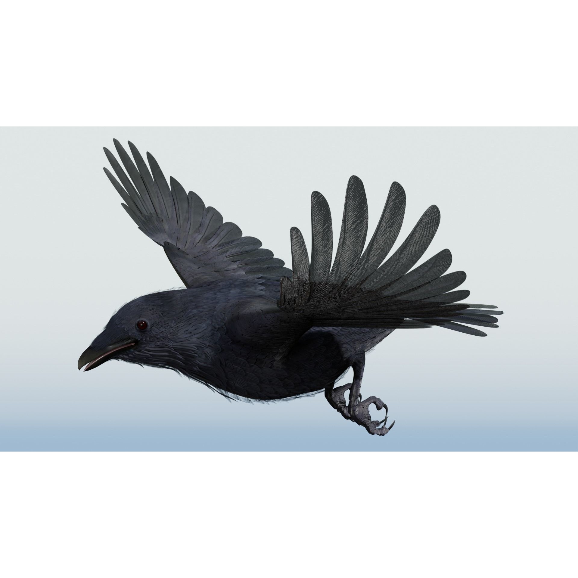 Crow 3D Model – Low Poly Rigged and Animated for Blender and 3DS Max - View 4