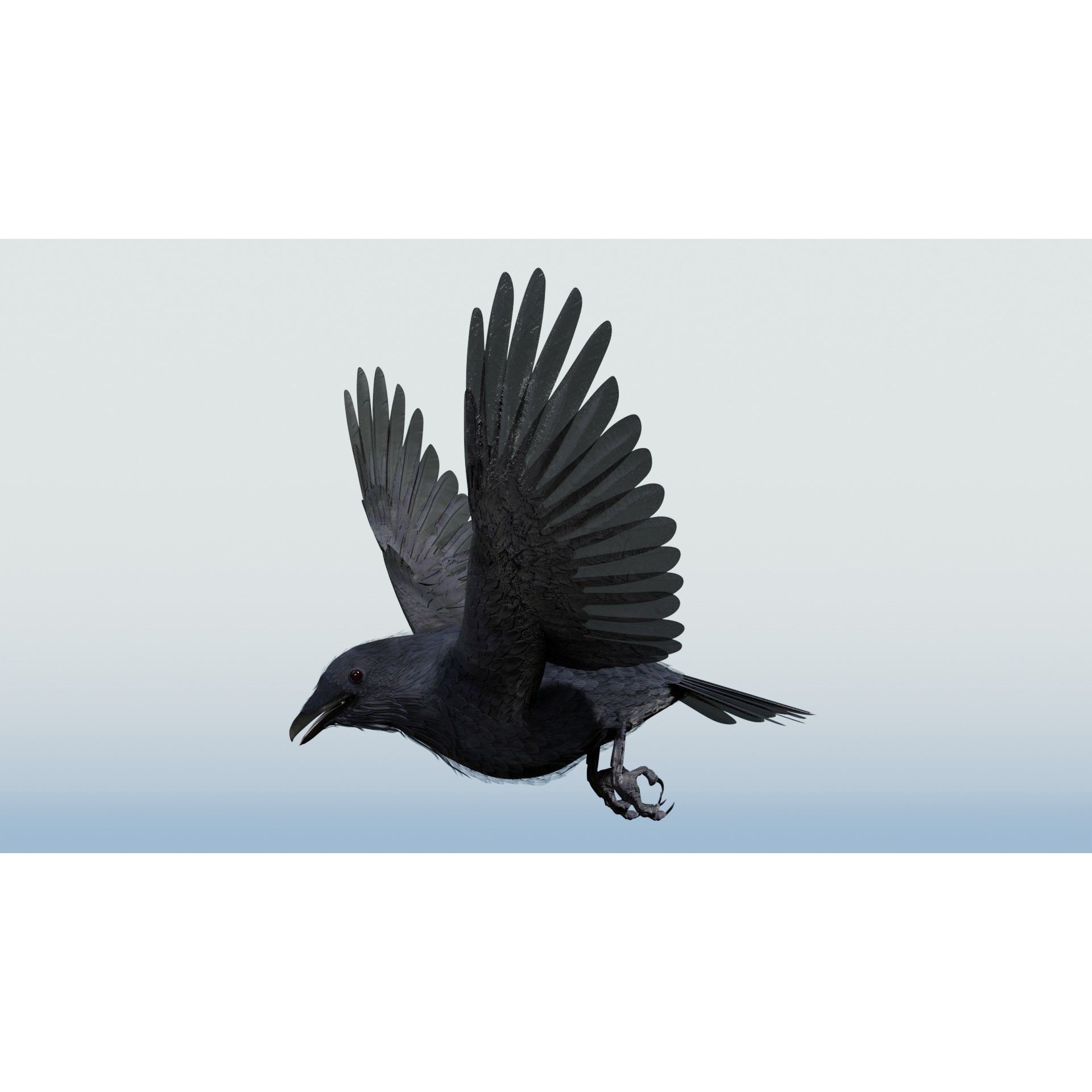 Crow 3D Model – Low Poly Rigged and Animated for Blender and 3DS Max - View 5