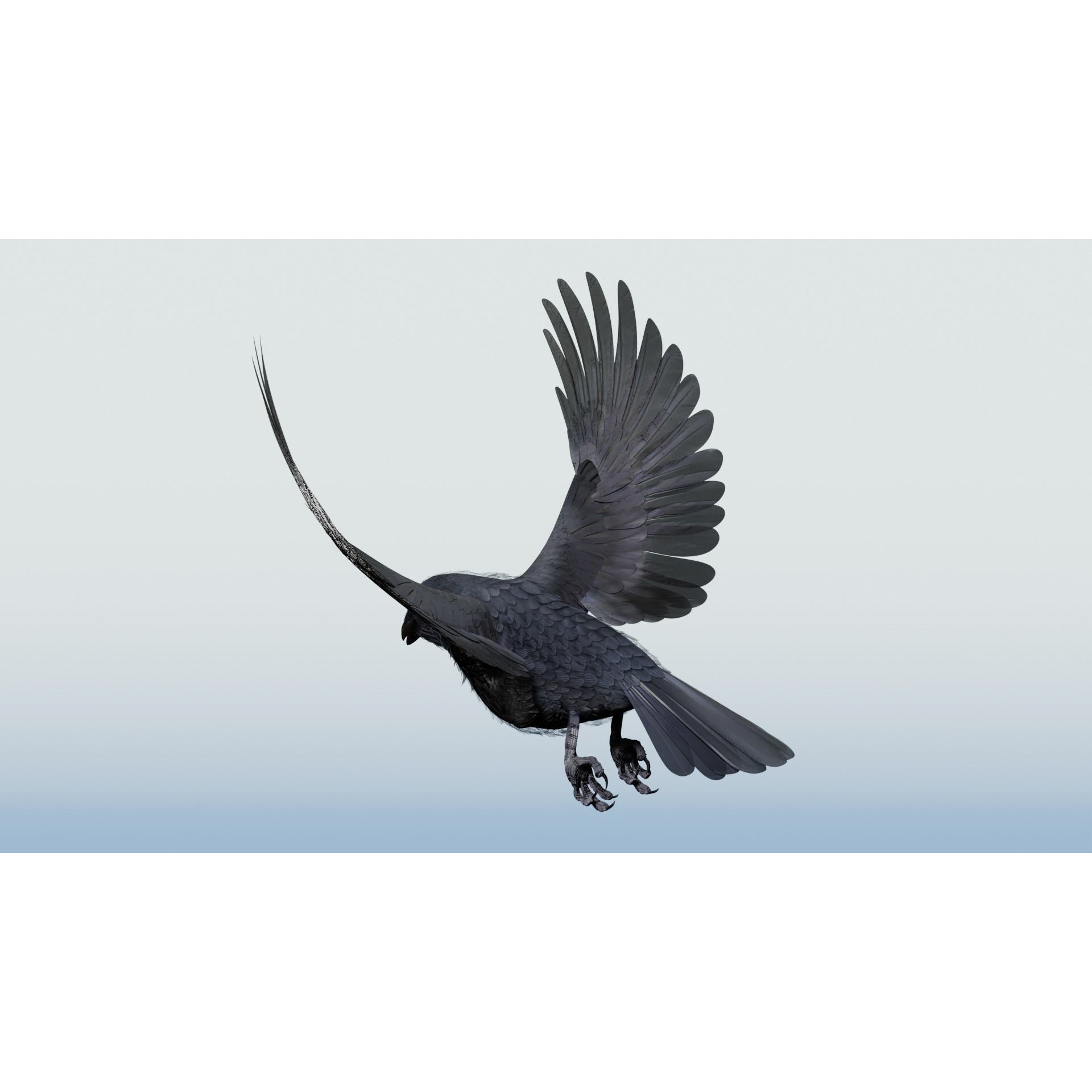 Crow 3D Model – Low Poly Rigged and Animated for Blender and 3DS Max - View 6