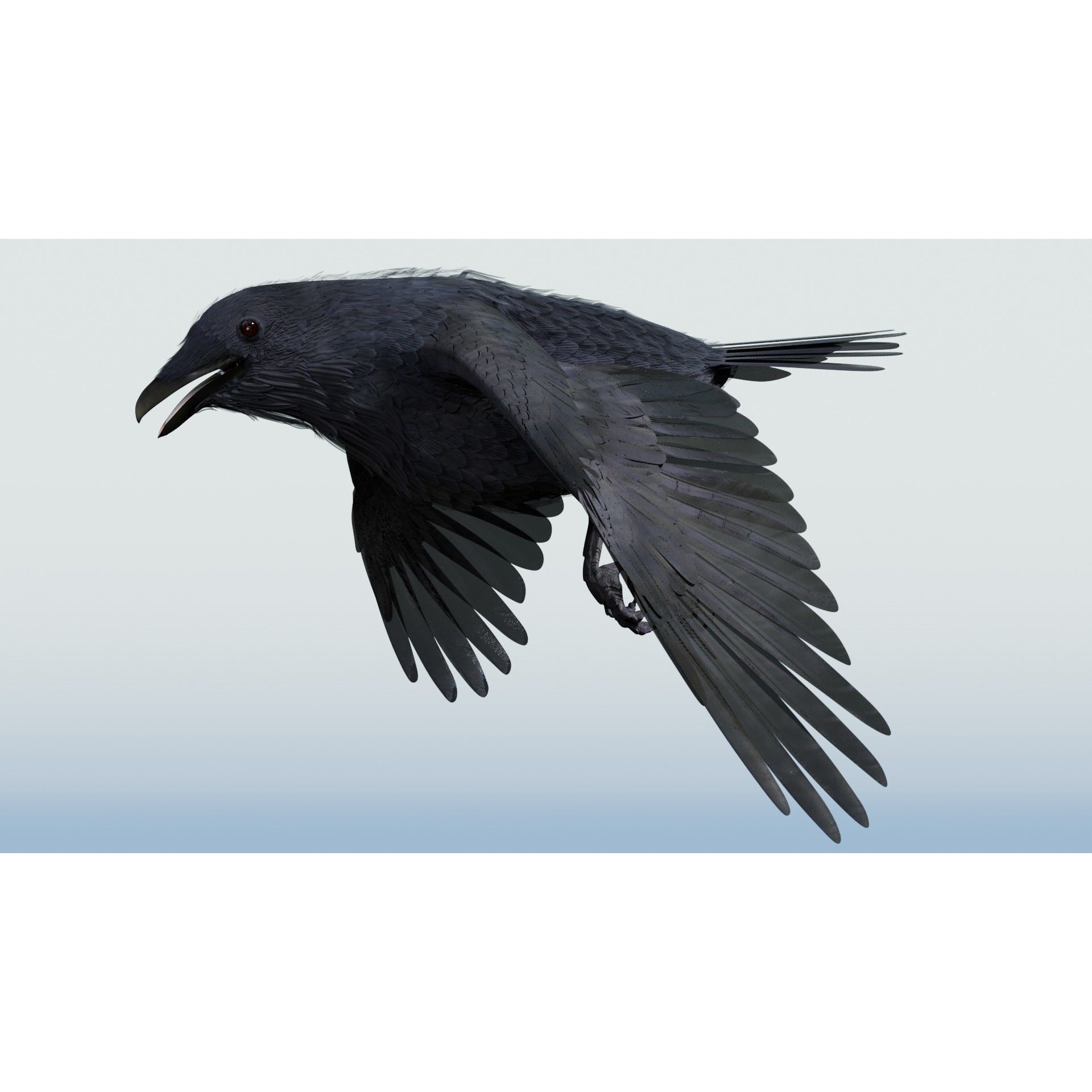 Crow 3D Model – Low Poly Rigged and Animated for Blender and 3DS Max - View 7