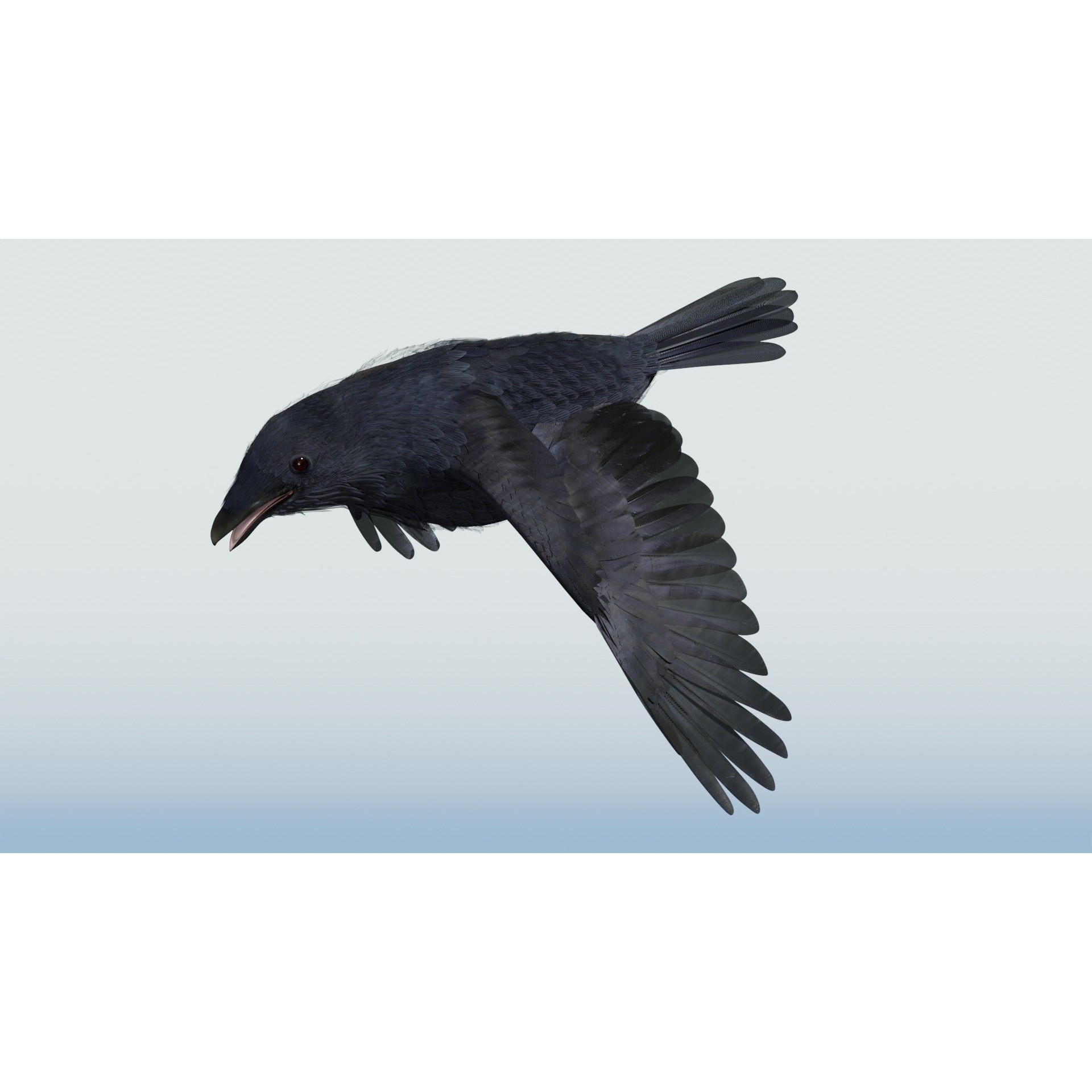 Crow 3D Model – Low Poly Rigged and Animated for Blender and 3DS Max - View 8
