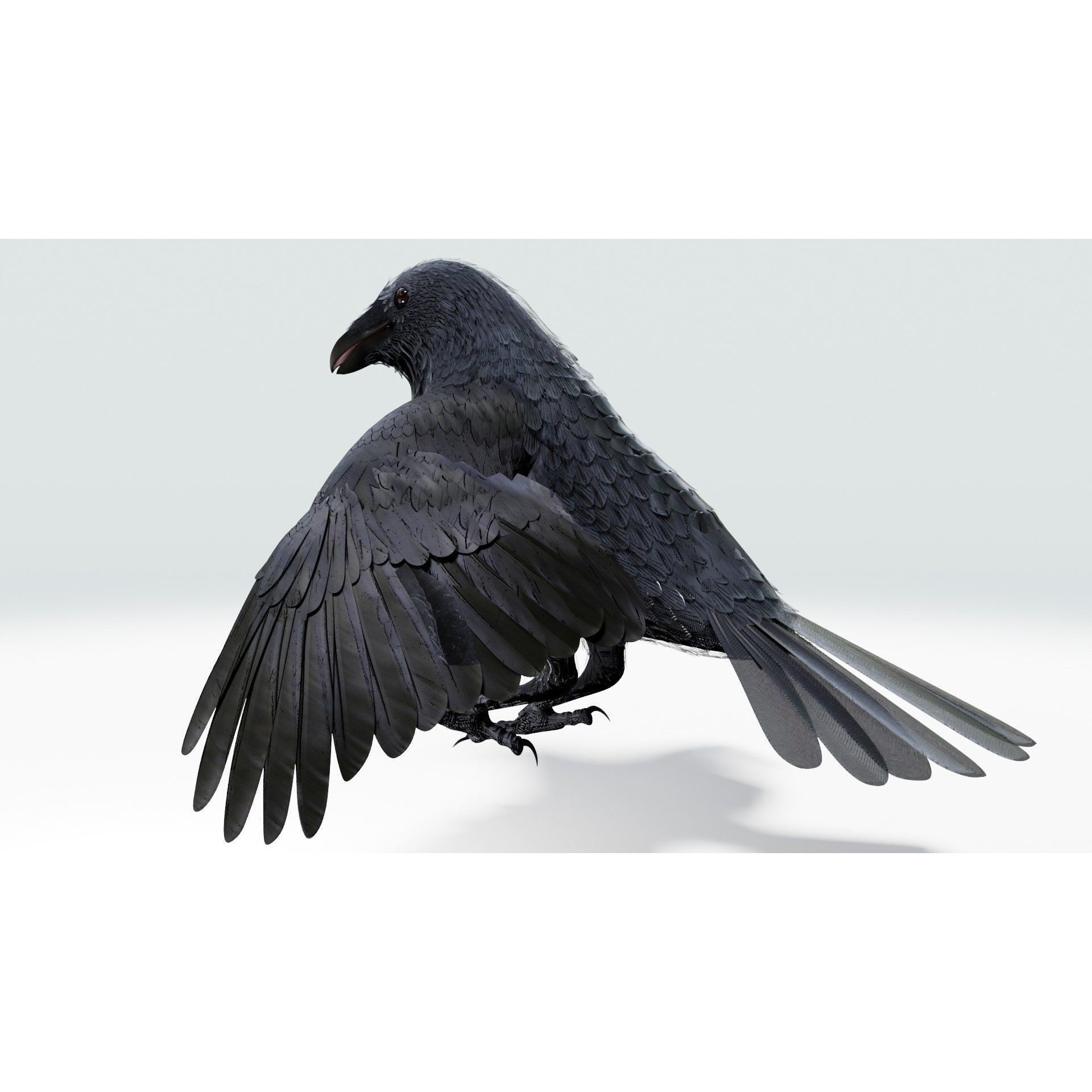 Crow 3D Model – Low Poly Rigged and Animated for Blender and 3DS Max - View 9