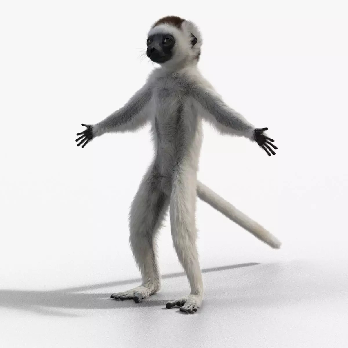 Baby White Sifaka 3D Model – Rigged, High Poly, Blender - View 2