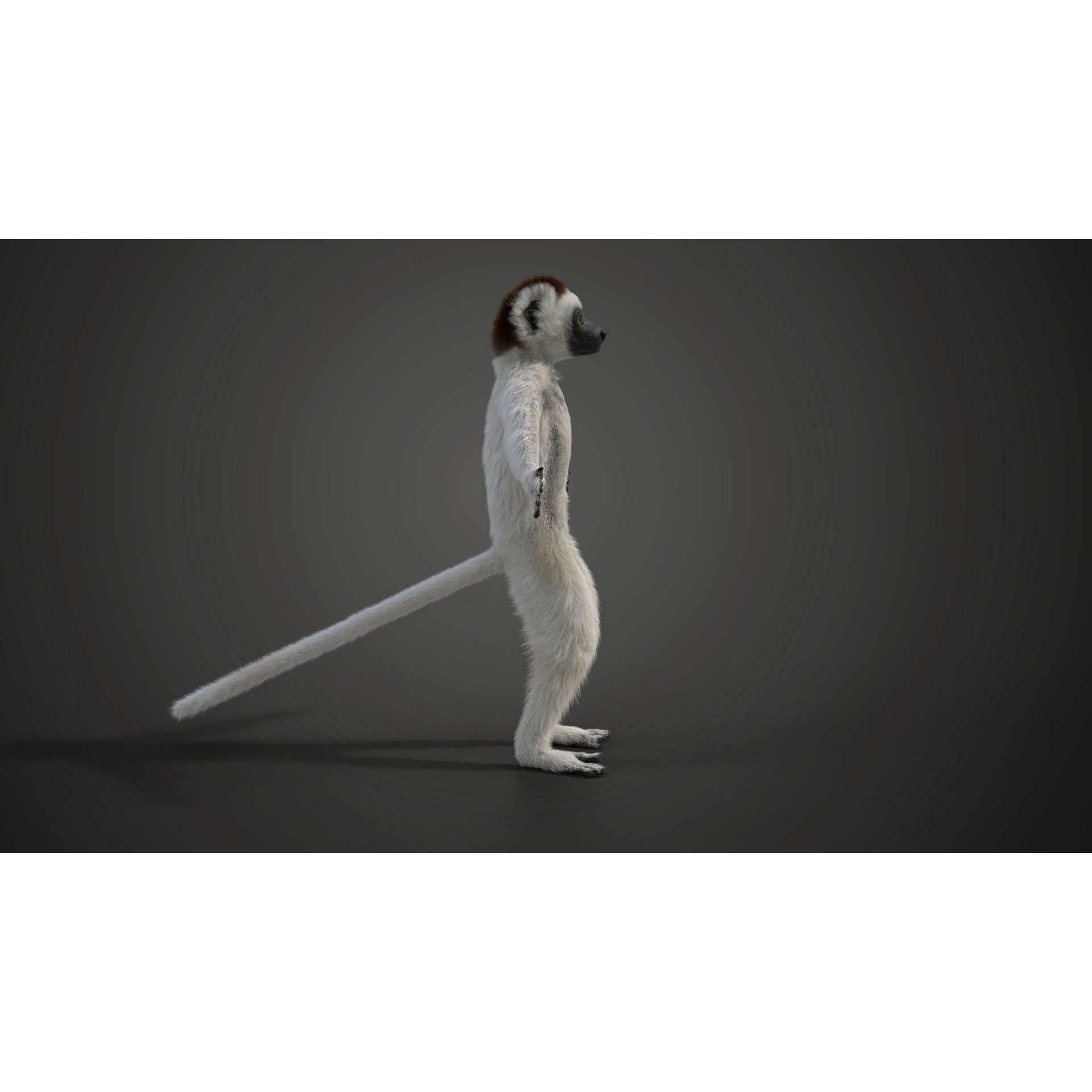 Baby White Sifaka 3D Model – Rigged, High Poly, Blender - View 4