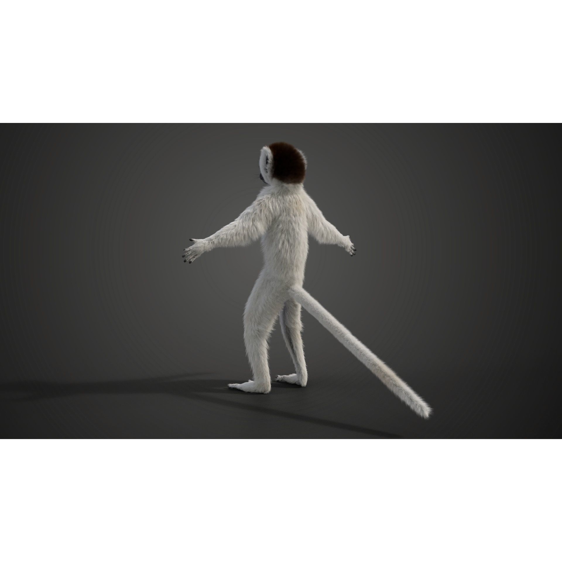 Baby White Sifaka 3D Model – Rigged, High Poly, Blender - View 5