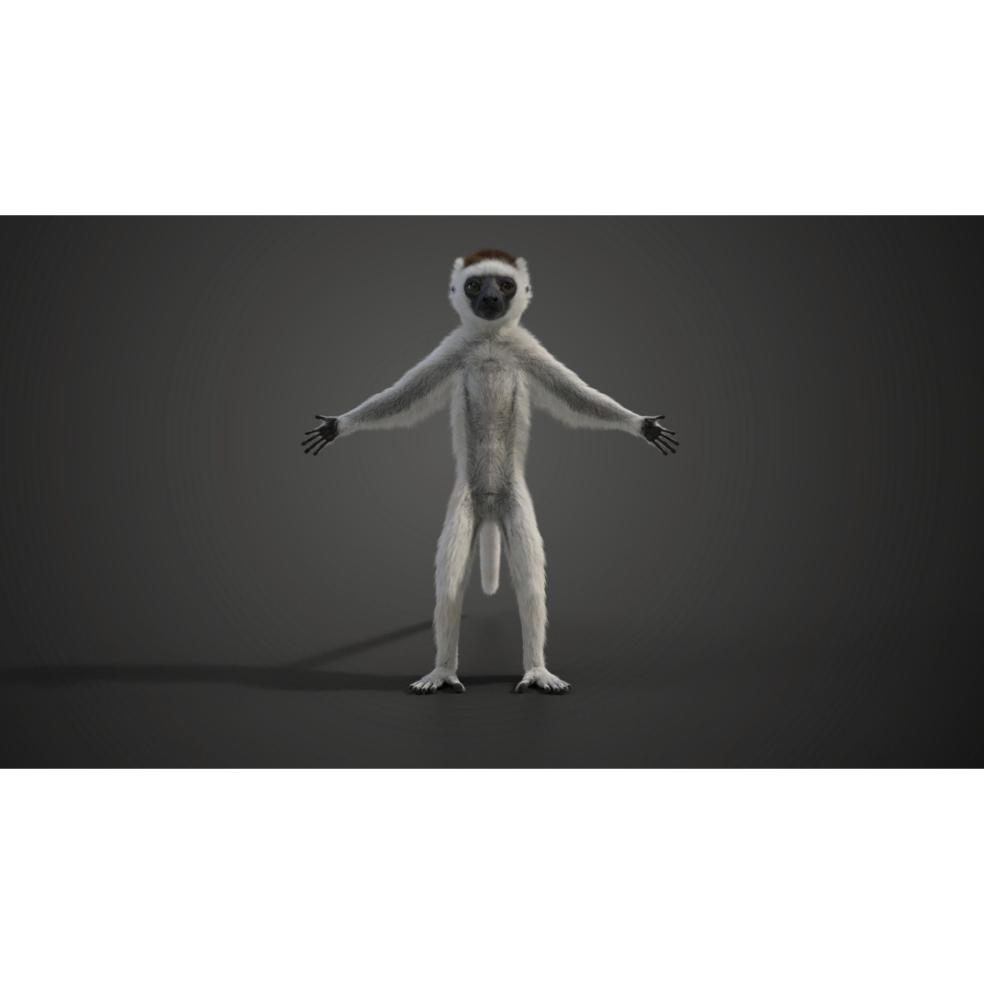 Baby White Sifaka 3D Model – Rigged, High Poly, Blender - View 6
