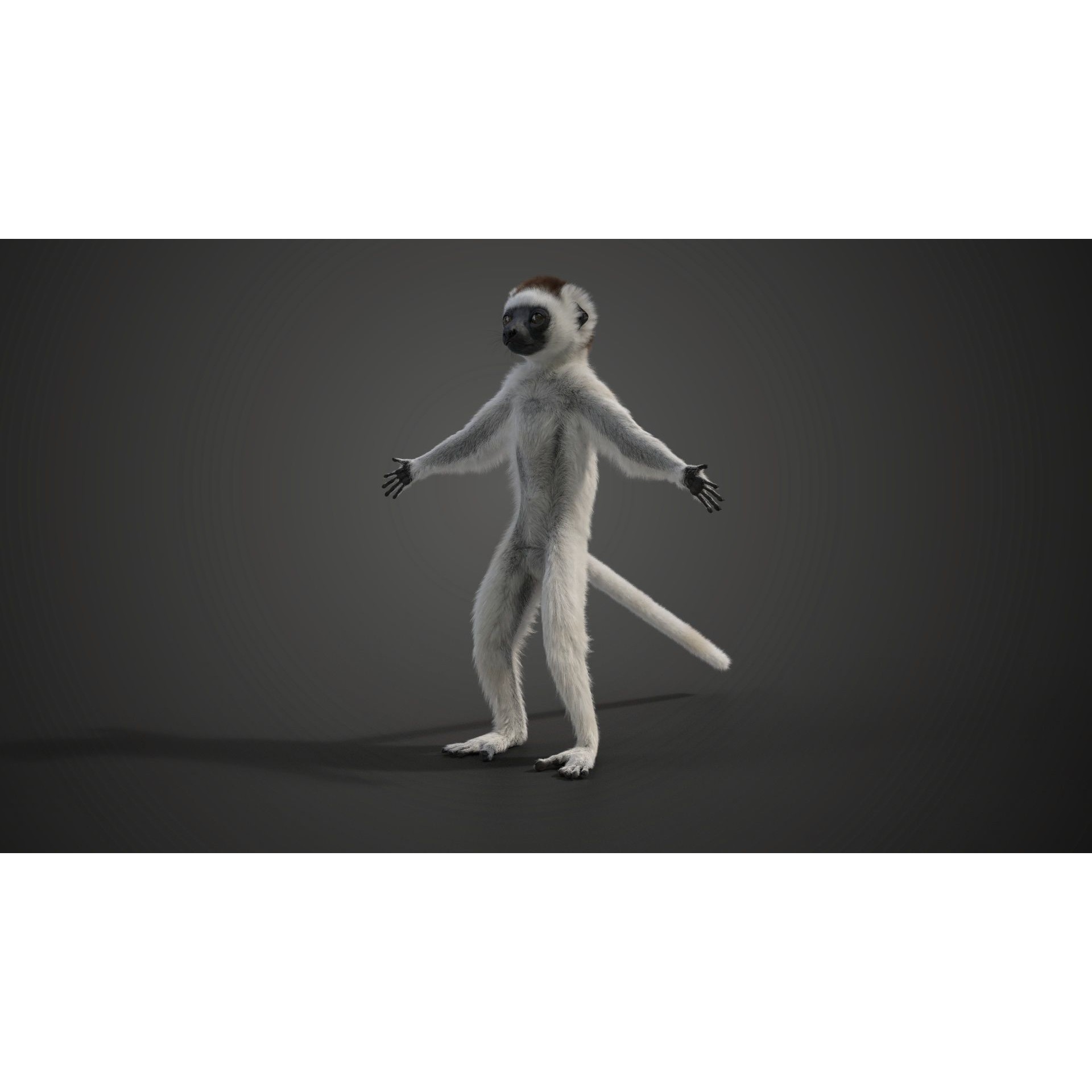 Baby White Sifaka 3D Model – Rigged, High Poly, Blender - View 7