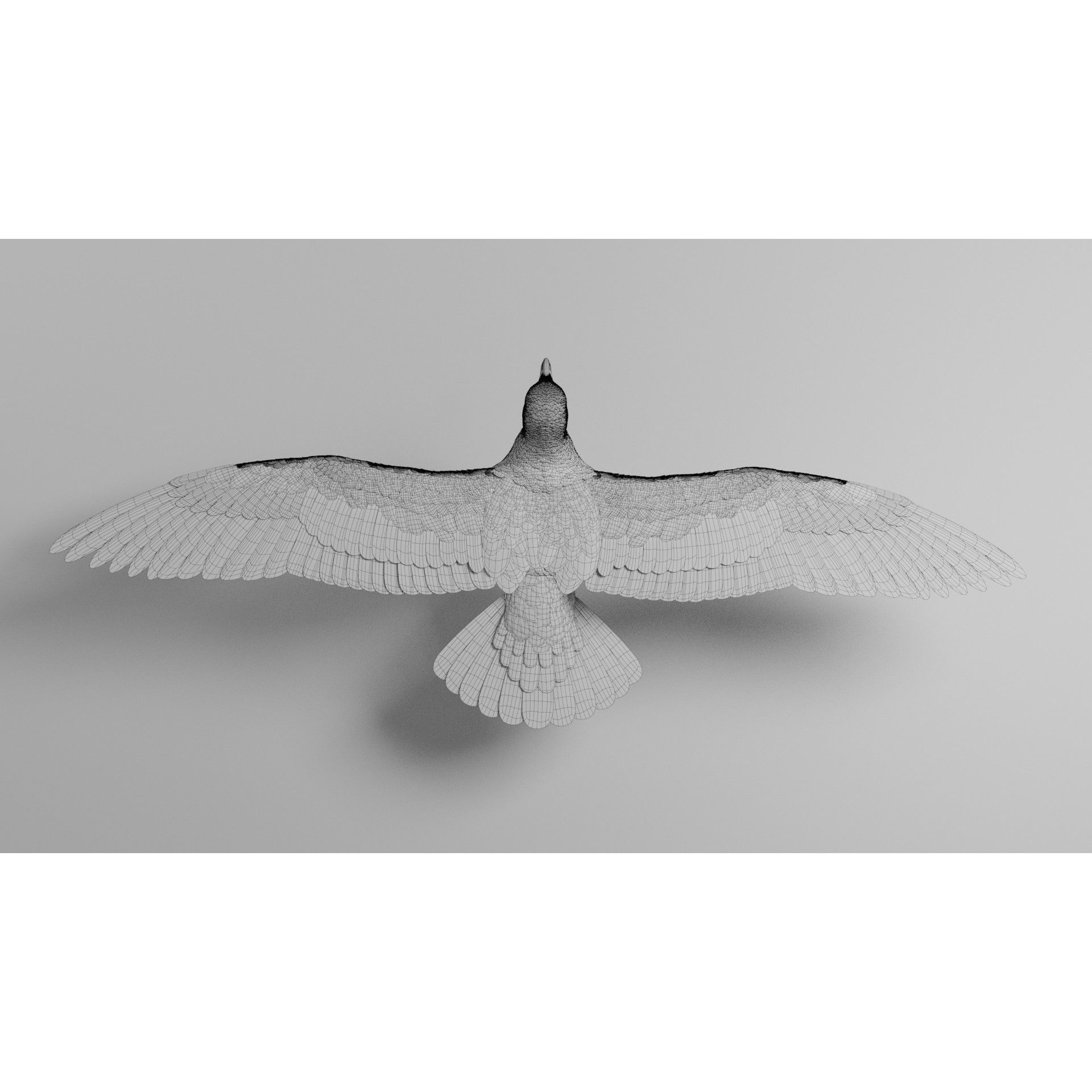 Seagull 3D Model – Realistic Rigged Animation with Feather Details