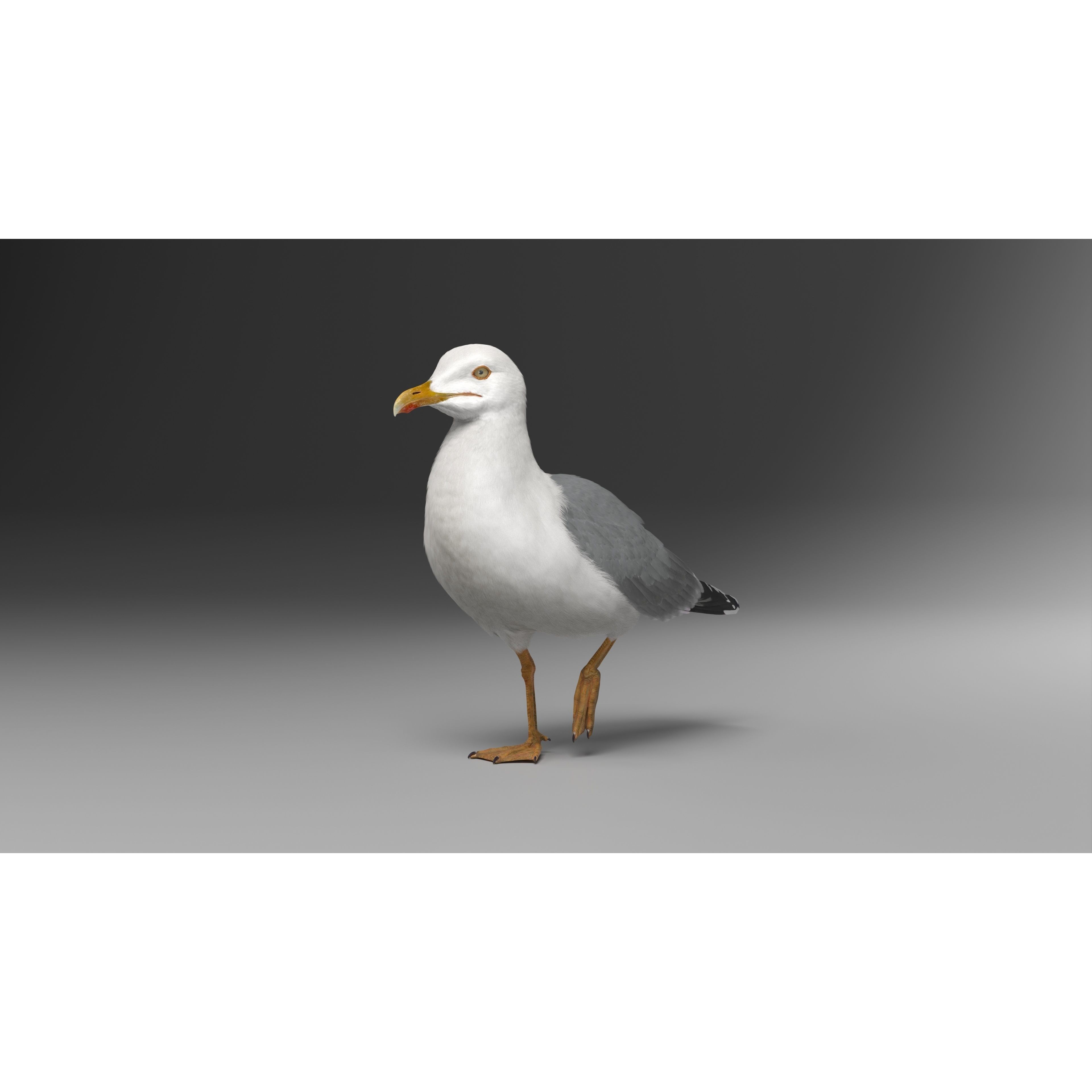 Seagull 3D Model – Realistic Rigged Animation with Feather Details - View 10