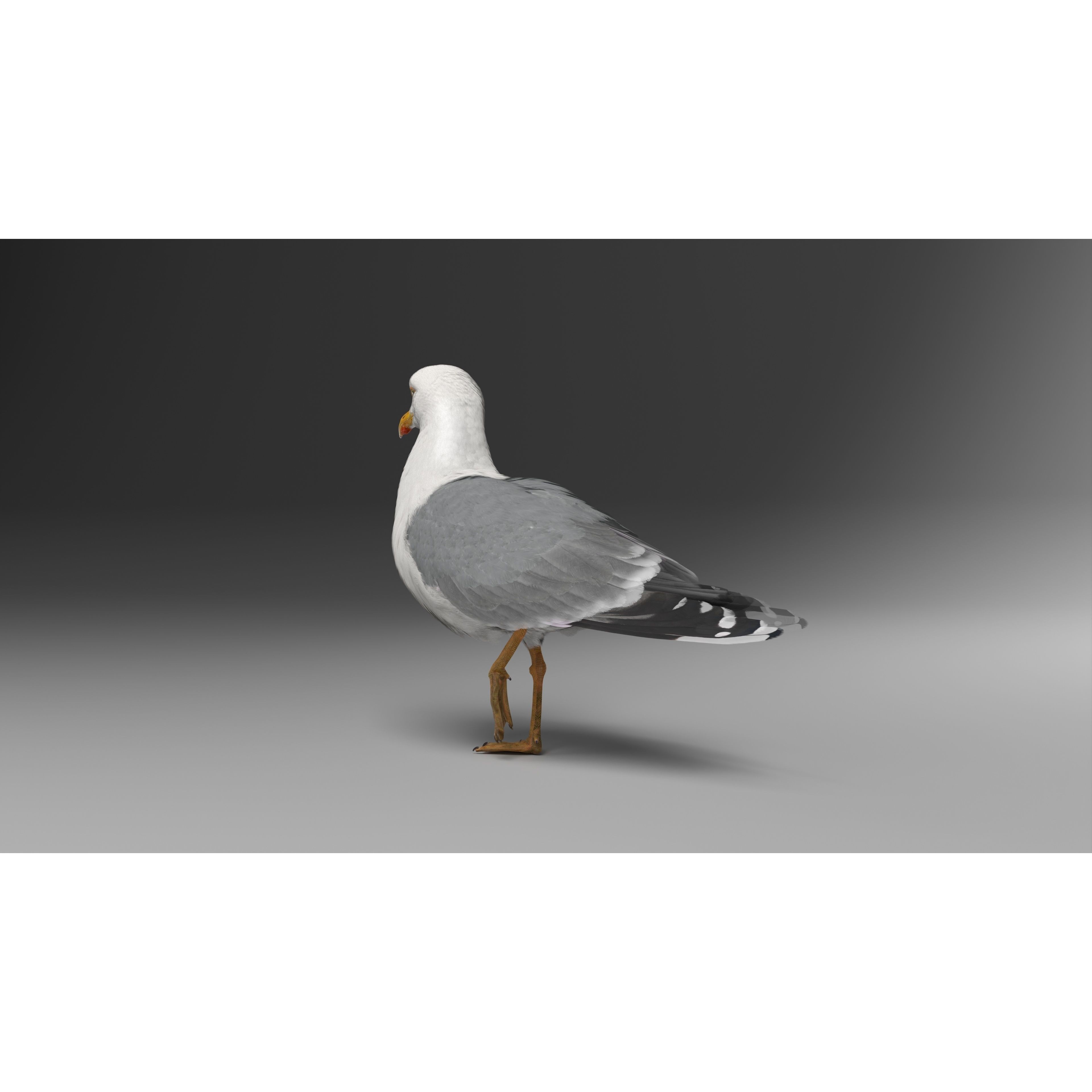 Seagull 3D Model – Realistic Rigged Animation with Feather Details - View 11