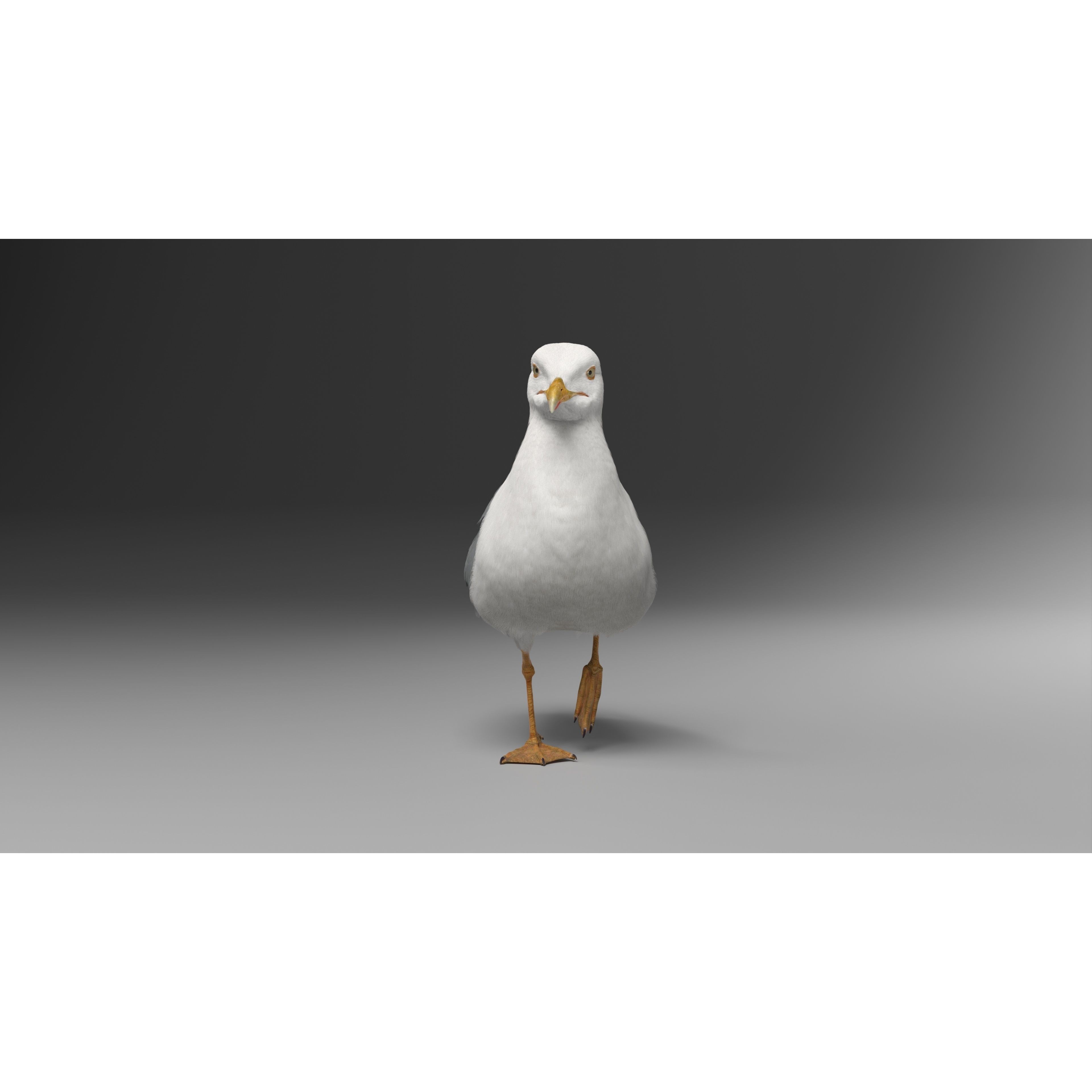Seagull 3D Model – Realistic Rigged Animation with Feather Details - View 12