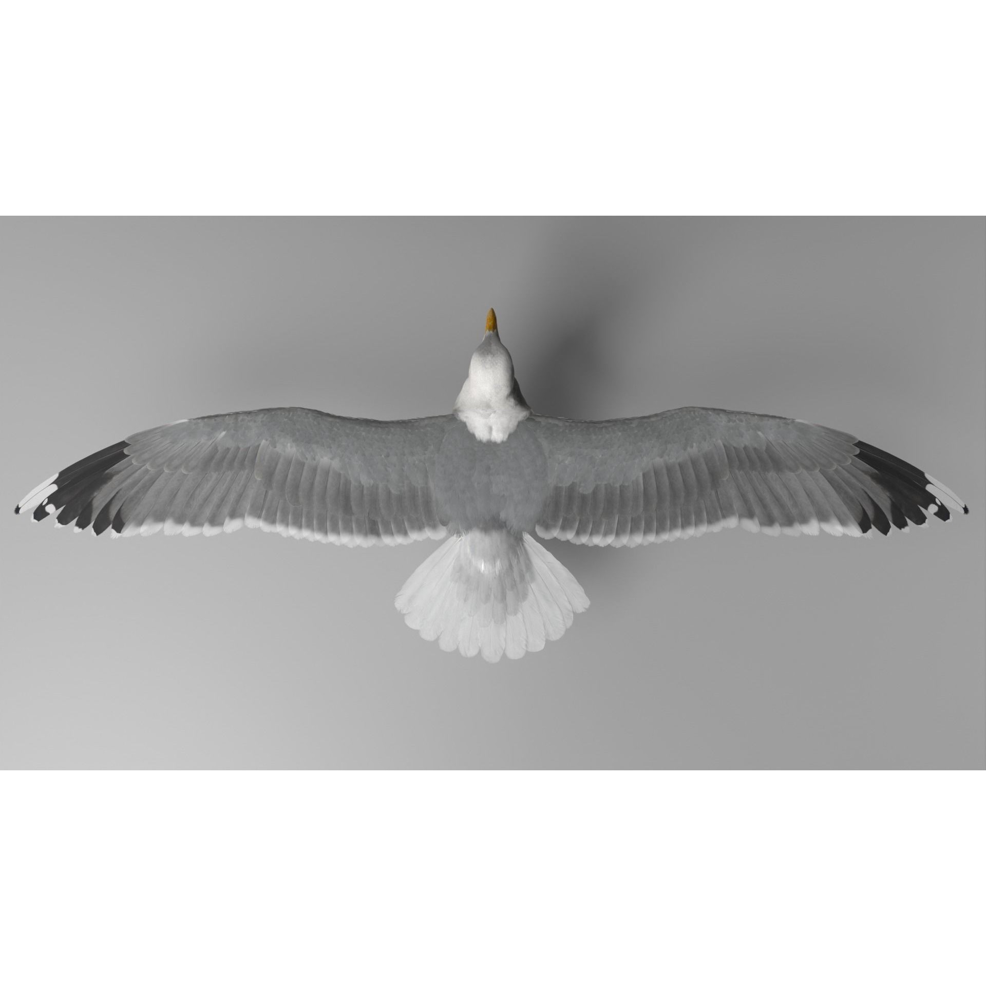 Seagull 3D Model – Realistic Rigged Animation with Feather Details - View 13