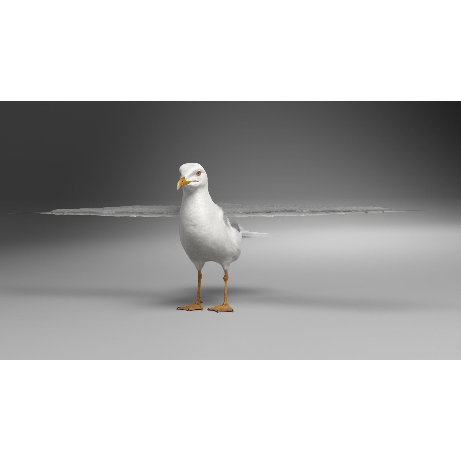 Seagull 3D Model – Realistic Rigged Animation with Feather Details - View 14