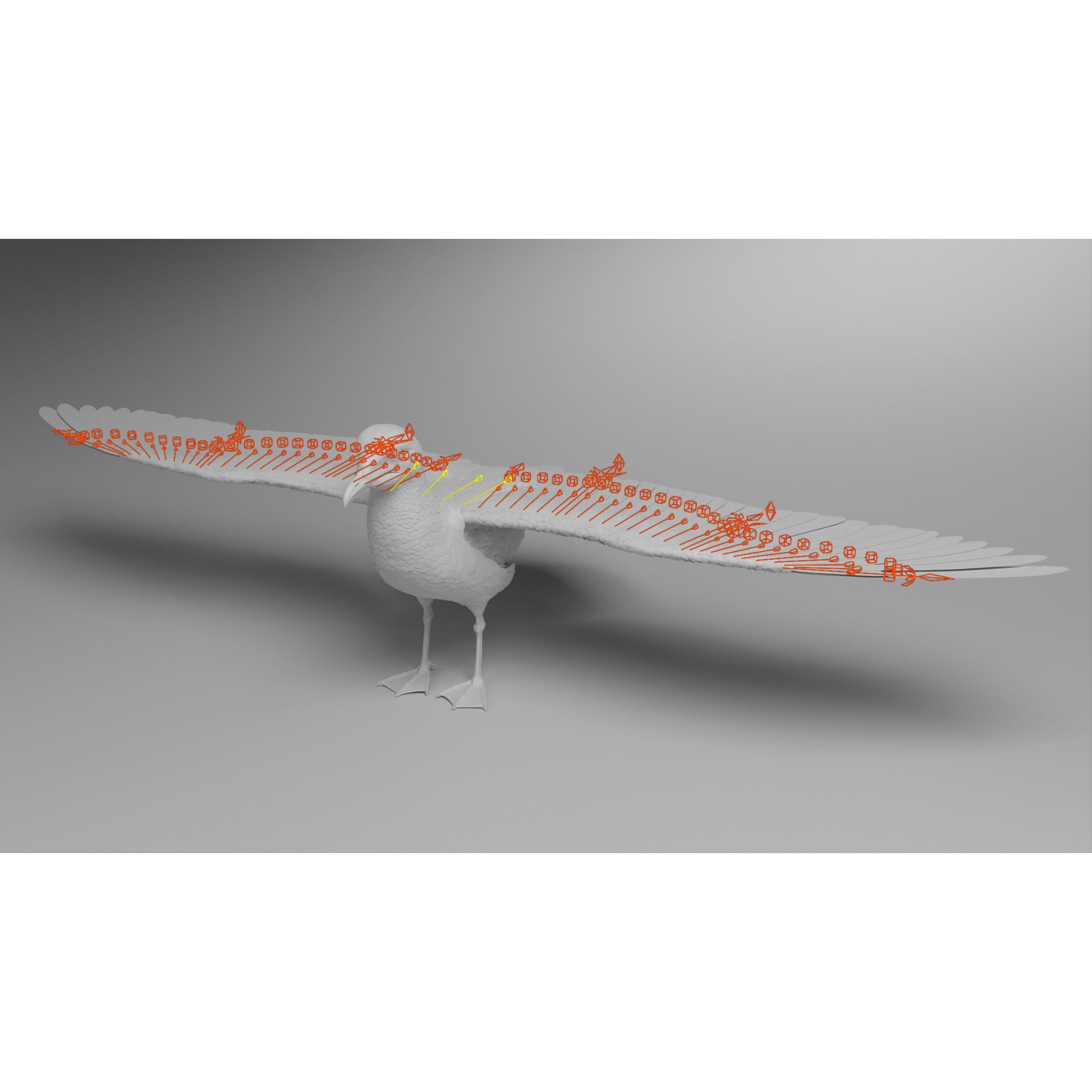 Seagull 3D Model – Realistic Rigged Animation with Feather Details - View 16