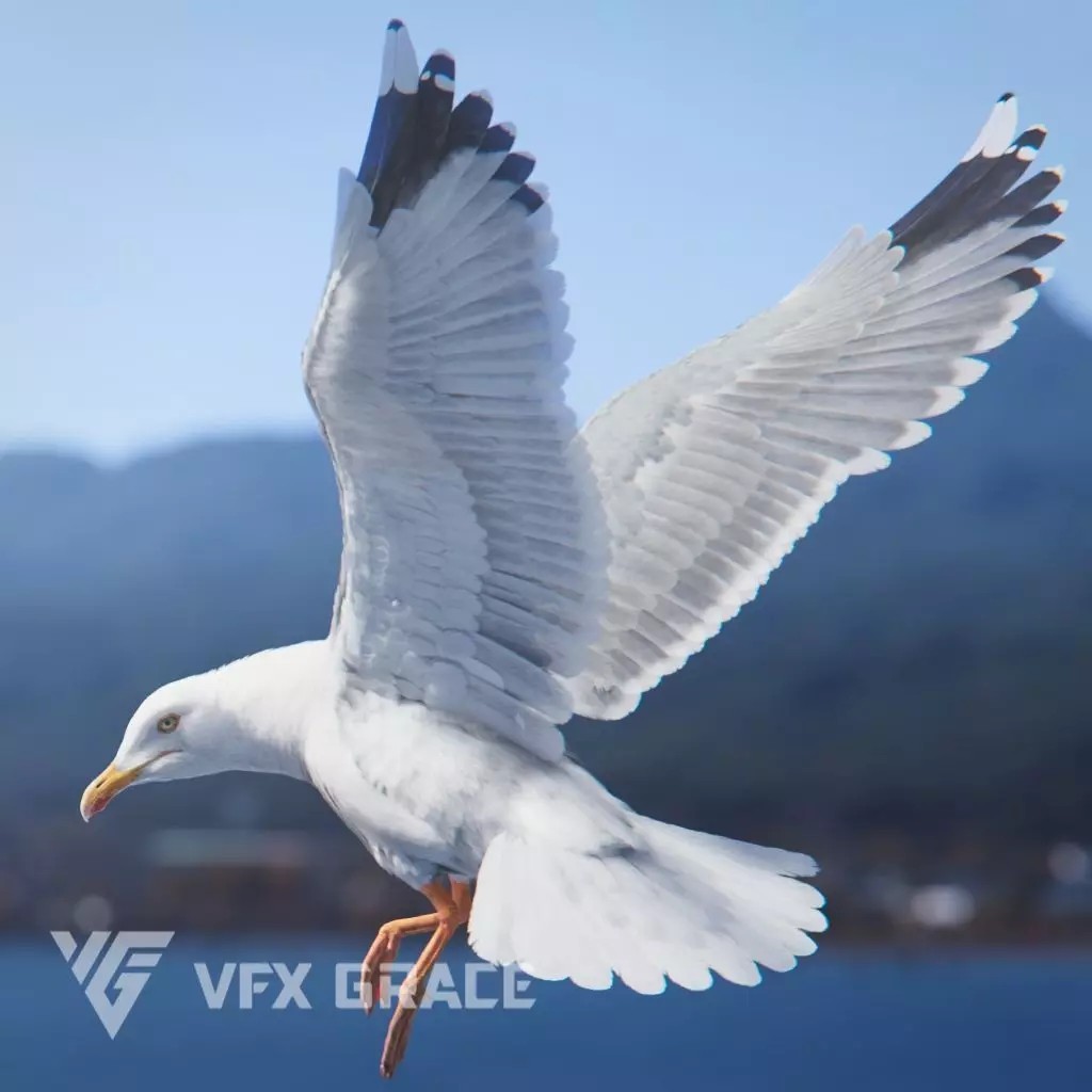 Seagull 3D Model – Realistic Rigged Animation with Feather Details - View 2