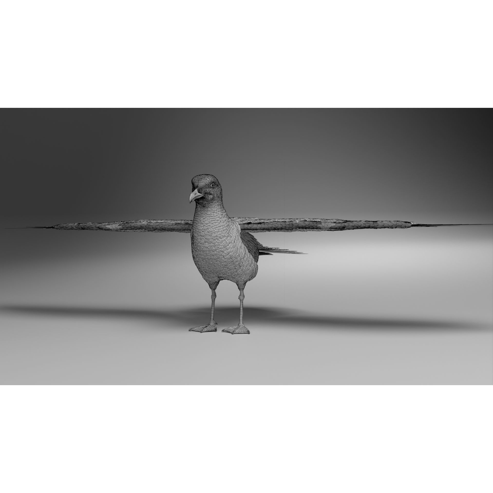 Seagull 3D Model – Realistic Rigged Animation with Feather Details - View 26