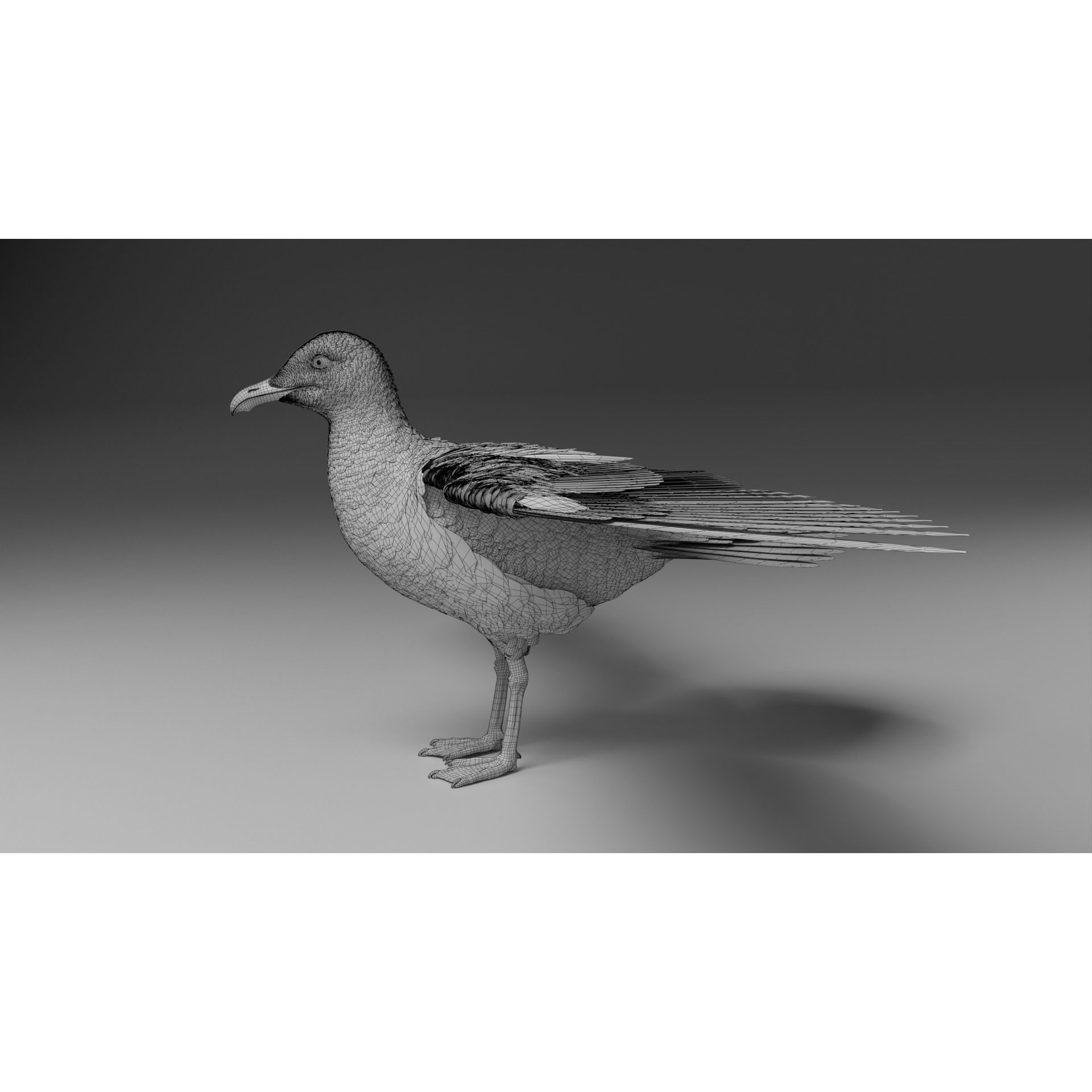 Seagull 3D Model – Realistic Rigged Animation with Feather Details - View 27