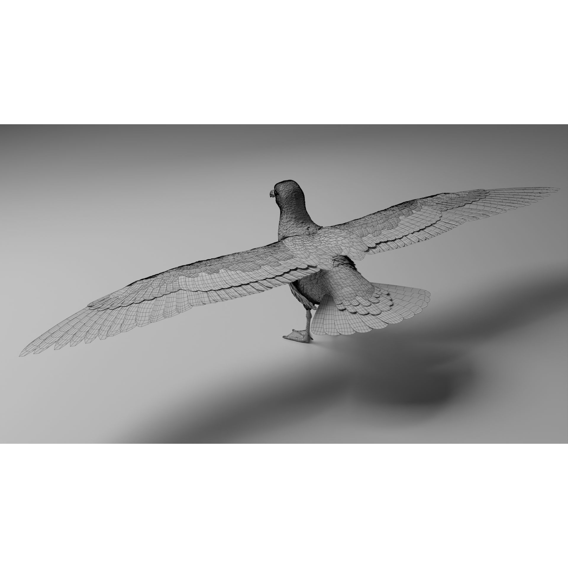 Seagull 3D Model – Realistic Rigged Animation with Feather Details - View 28
