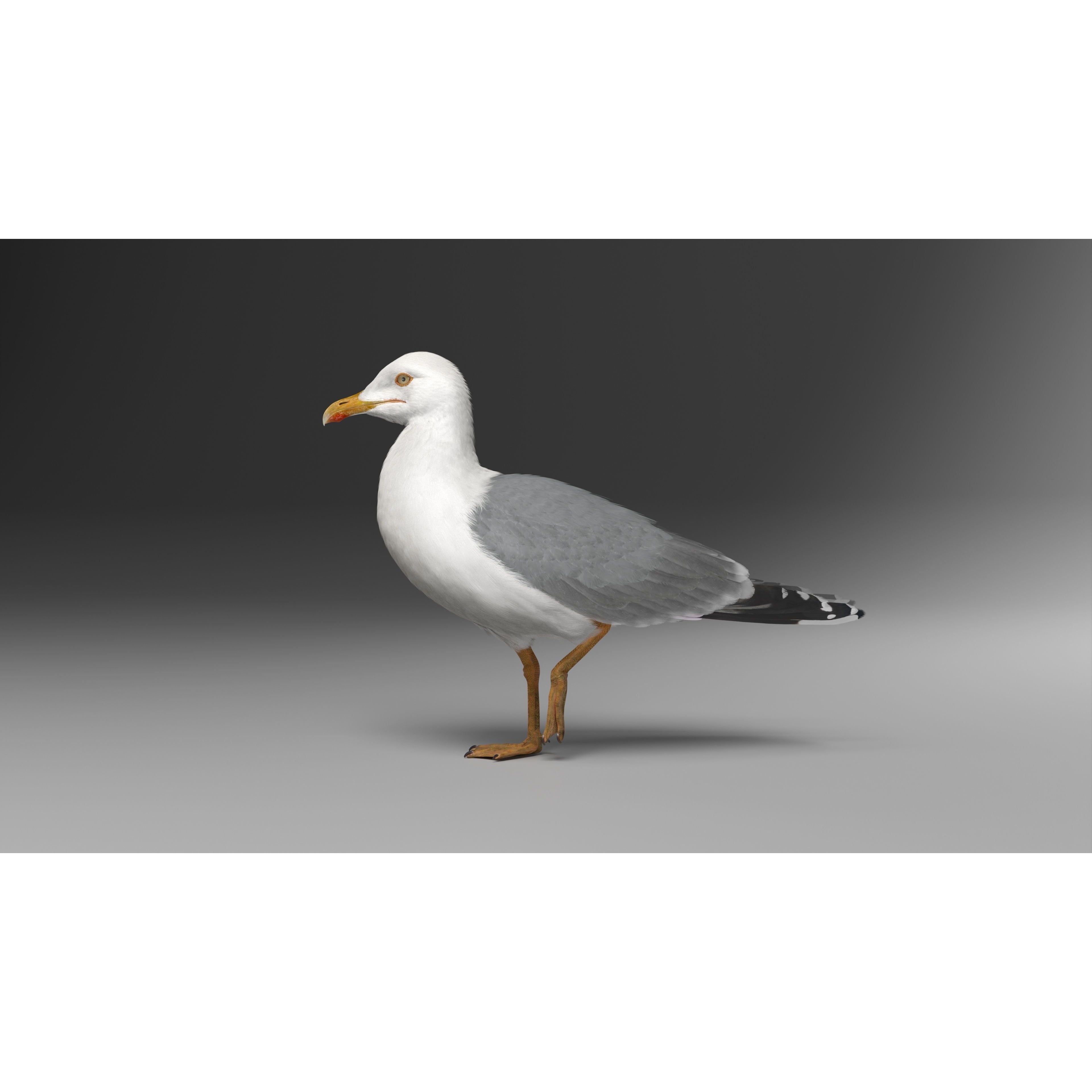 Seagull 3D Model – Realistic Rigged Animation with Feather Details - View 9