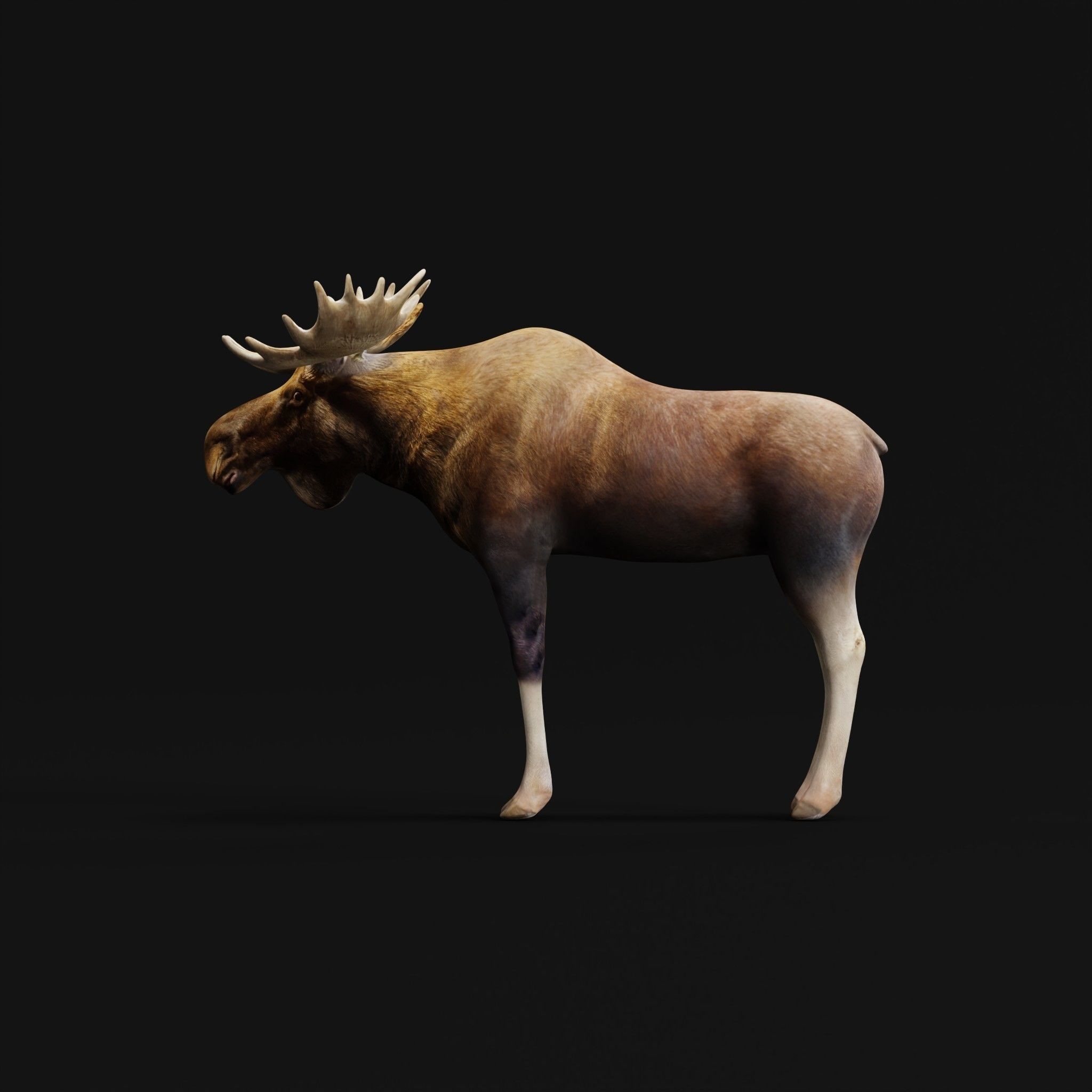 Eurasian Elk Moose 3D Model – Low Poly Game Asset, FBX, PBR Textures