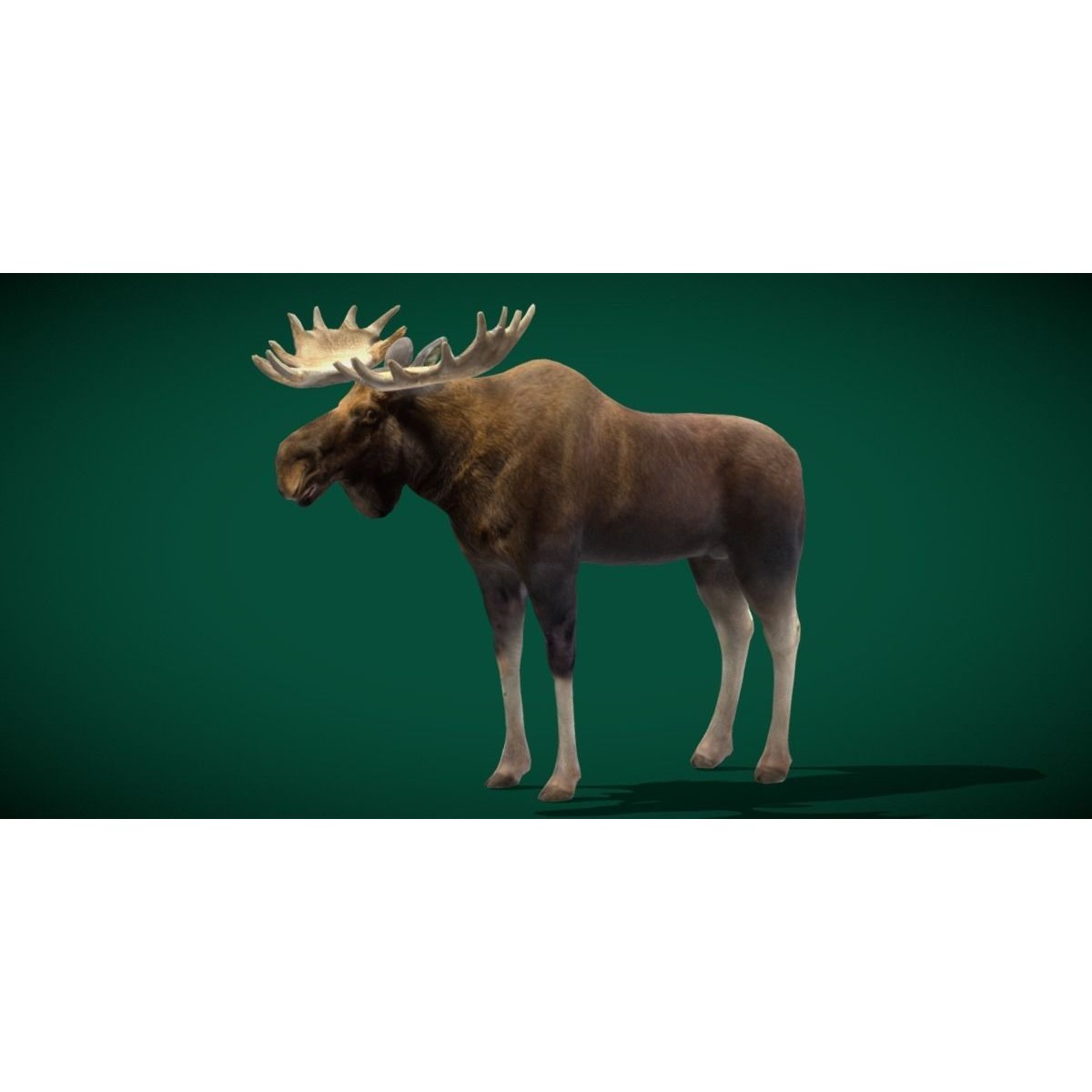 Eurasian Elk Moose 3D Model – Low Poly Game Asset, FBX, PBR Textures - View 18