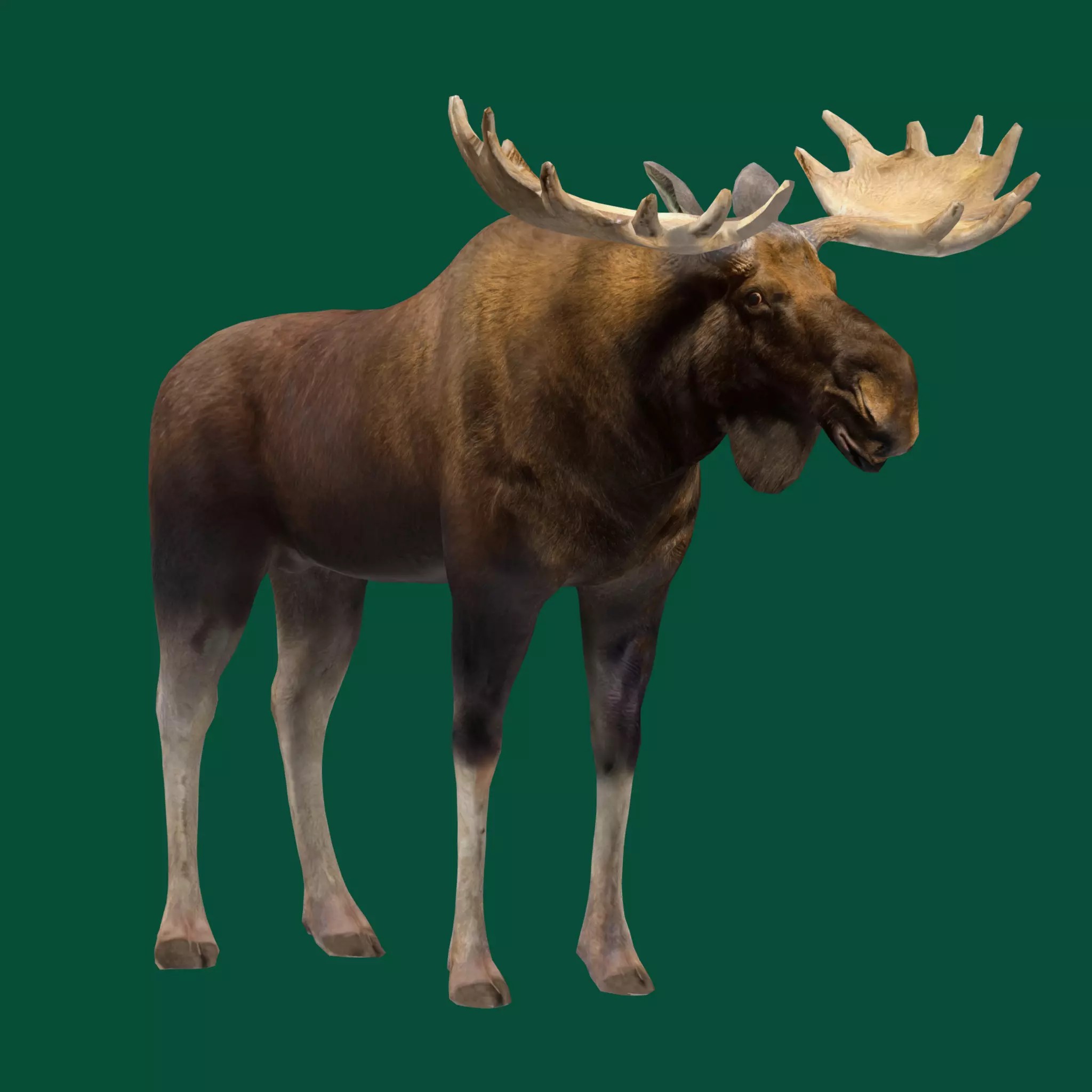 Eurasian Elk Moose 3D Model – Low Poly Game Asset, FBX, PBR Textures - View 2