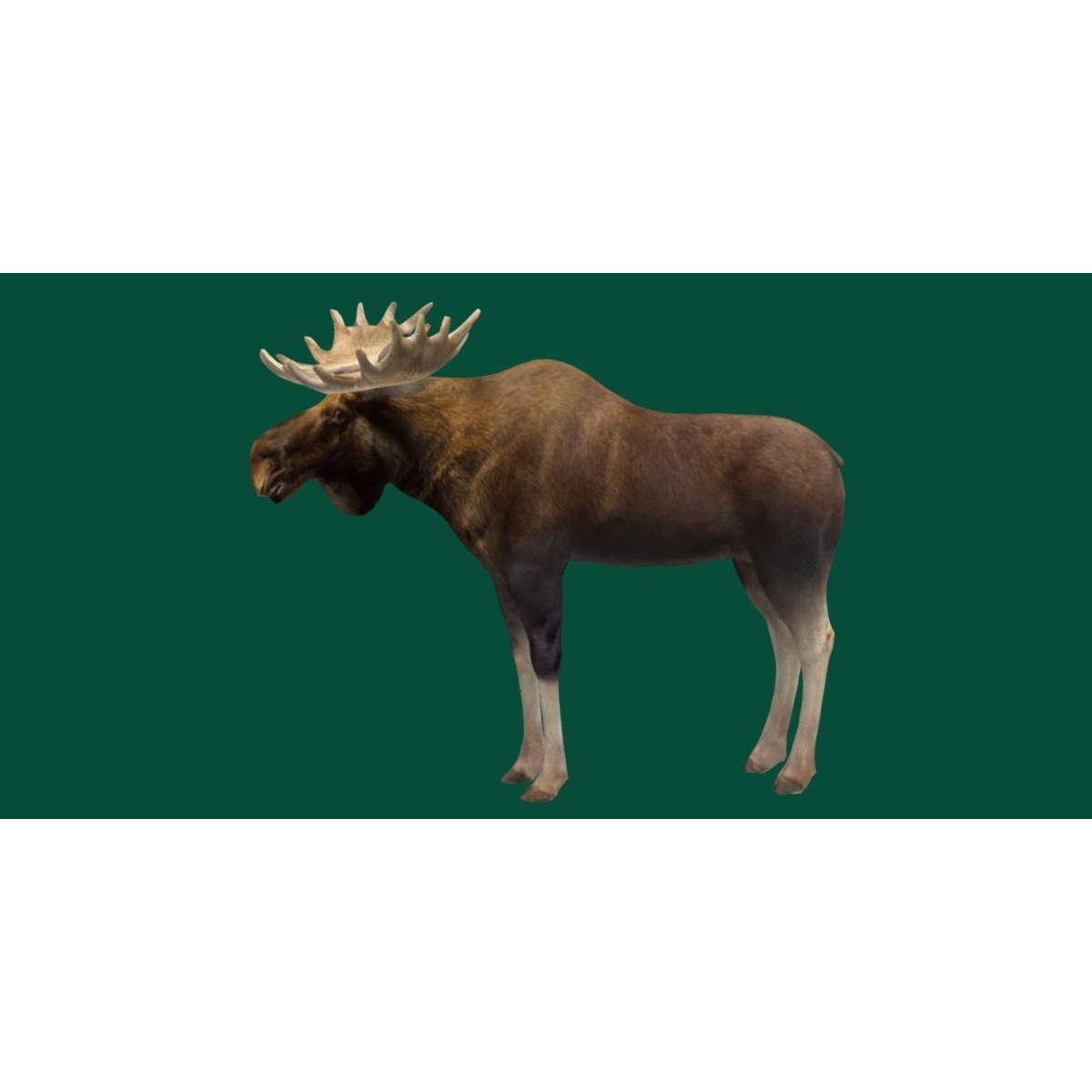 Eurasian Elk Moose 3D Model – Low Poly Game Asset, FBX, PBR Textures - View 22