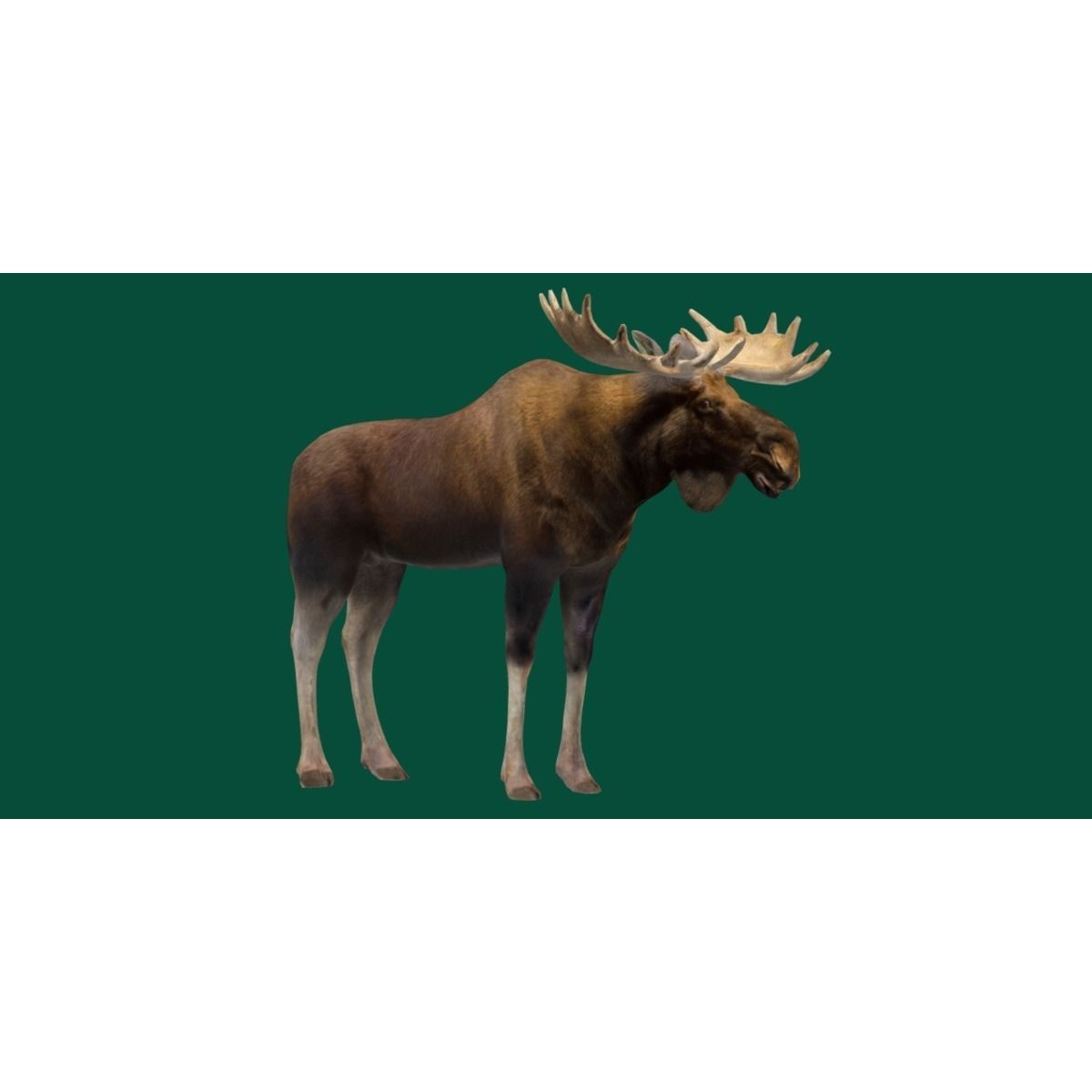 Eurasian Elk Moose 3D Model – Low Poly Game Asset, FBX, PBR Textures - View 23