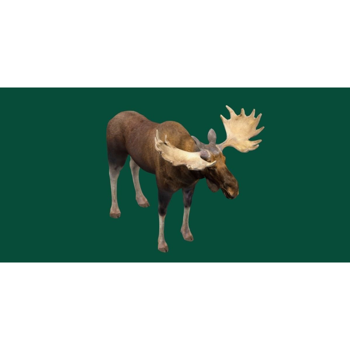 Eurasian Elk Moose 3D Model – Low Poly Game Asset, FBX, PBR Textures - View 26