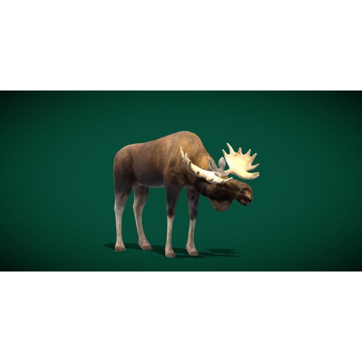 Eurasian Elk Moose 3D Model – Low Poly Game Asset, FBX, PBR Textures - View 27
